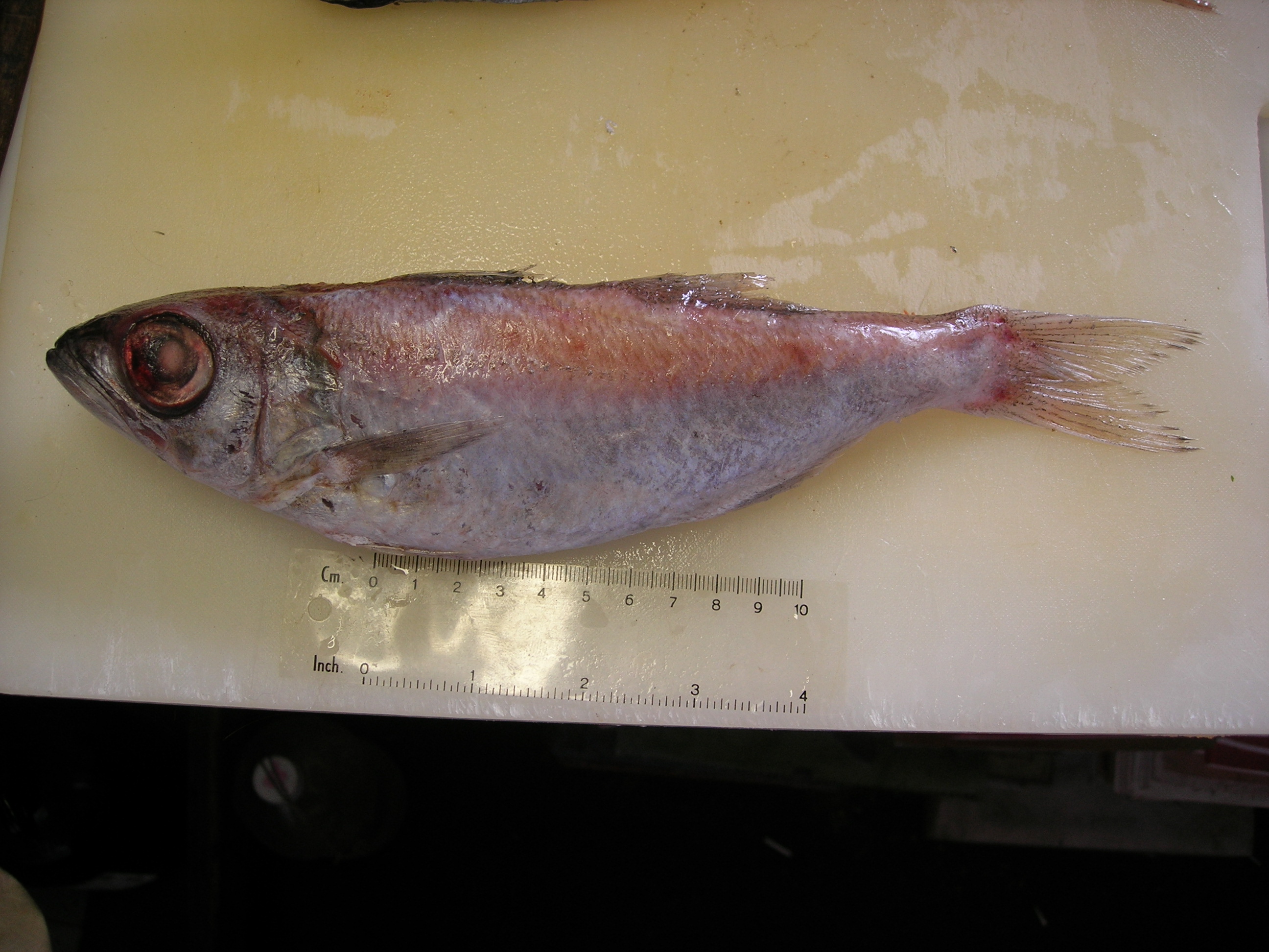 Gnomefish (Scombrops boops) — Scombropidae — 3