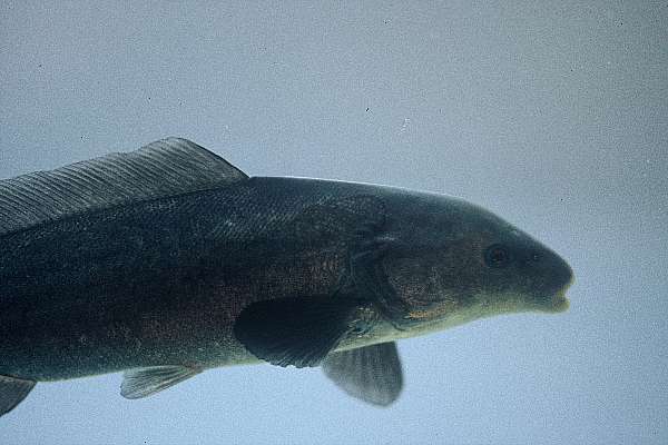 Bottle-nose (Mormyrus lacerda) — Mormyridae — 4