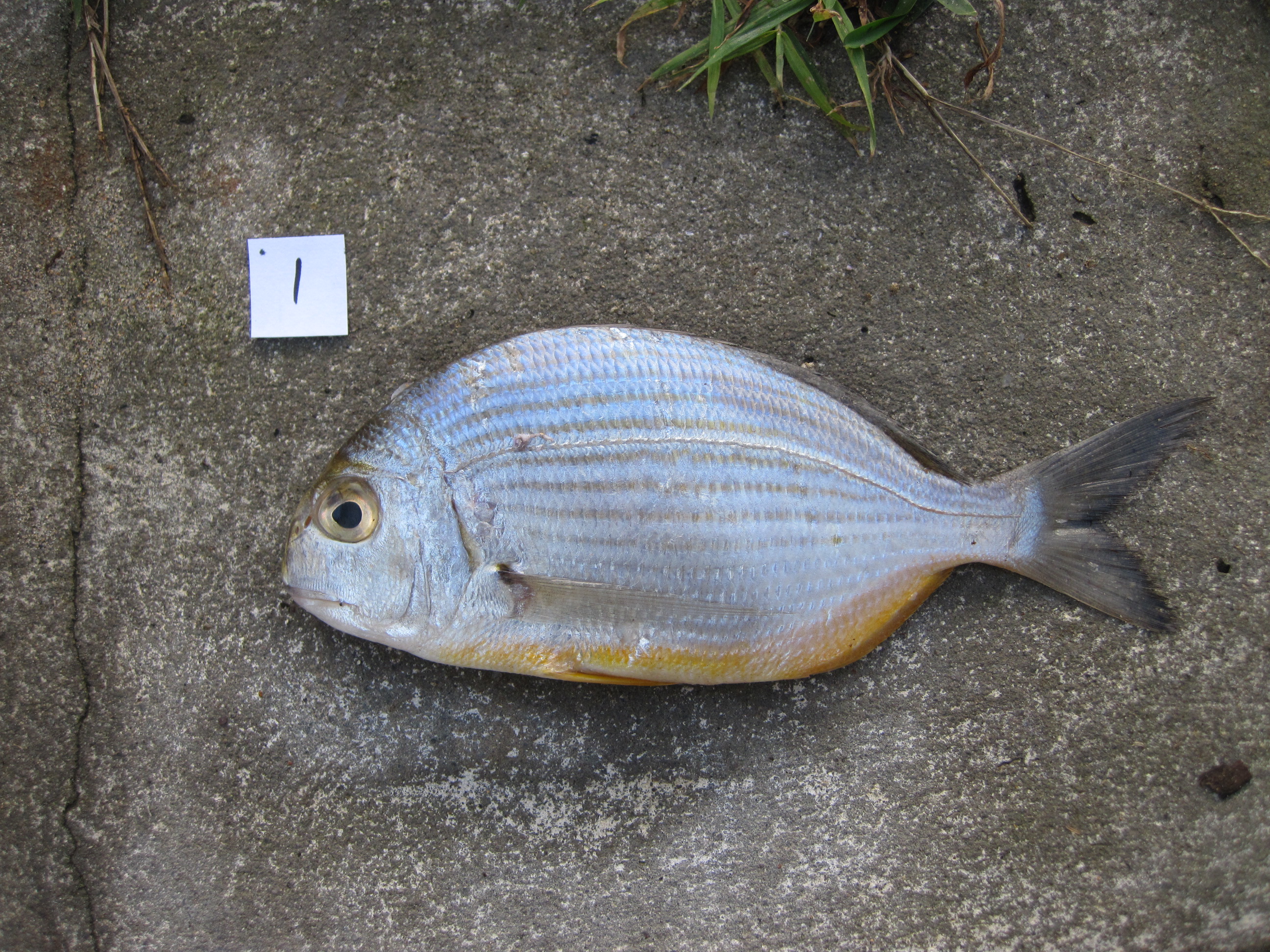 Bigeye stumpnose (Rhabdosargus thorpei) — Sparidae — 3