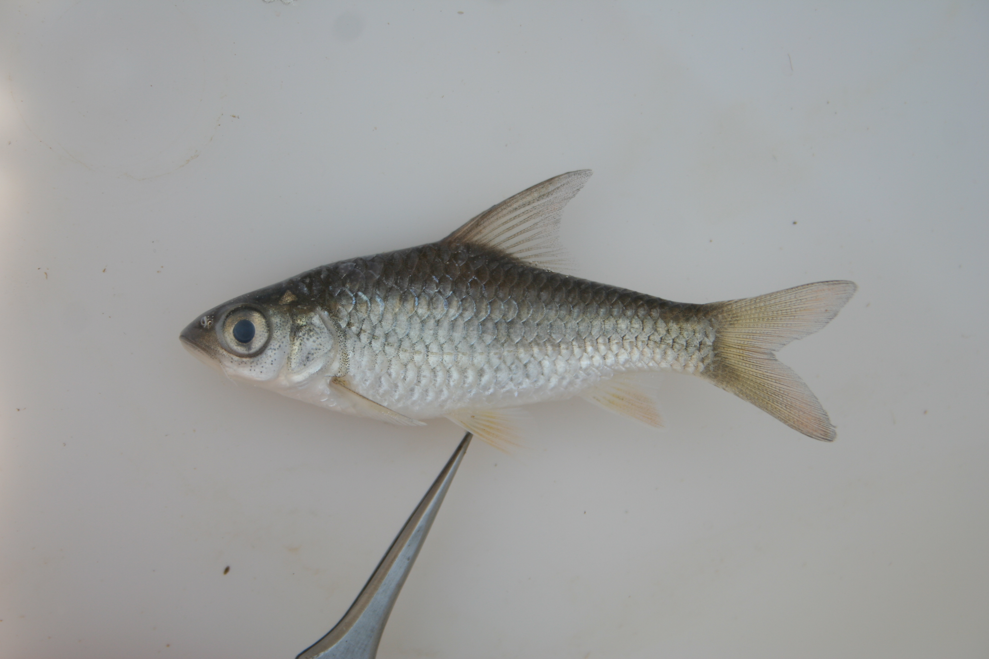 Bushveld papermouth (Enteromius mattozi) — Cyprinidae — 5