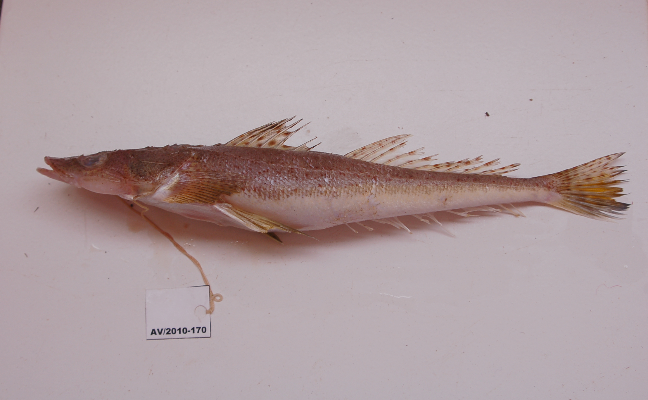 Heemstras platkopvis (Cociella heemstrai) — Platycephalidae — 2