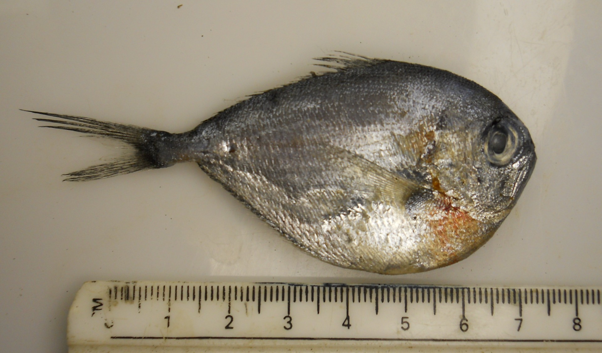 Bigbelly pomfret (Brama orcini) — Bramidae
