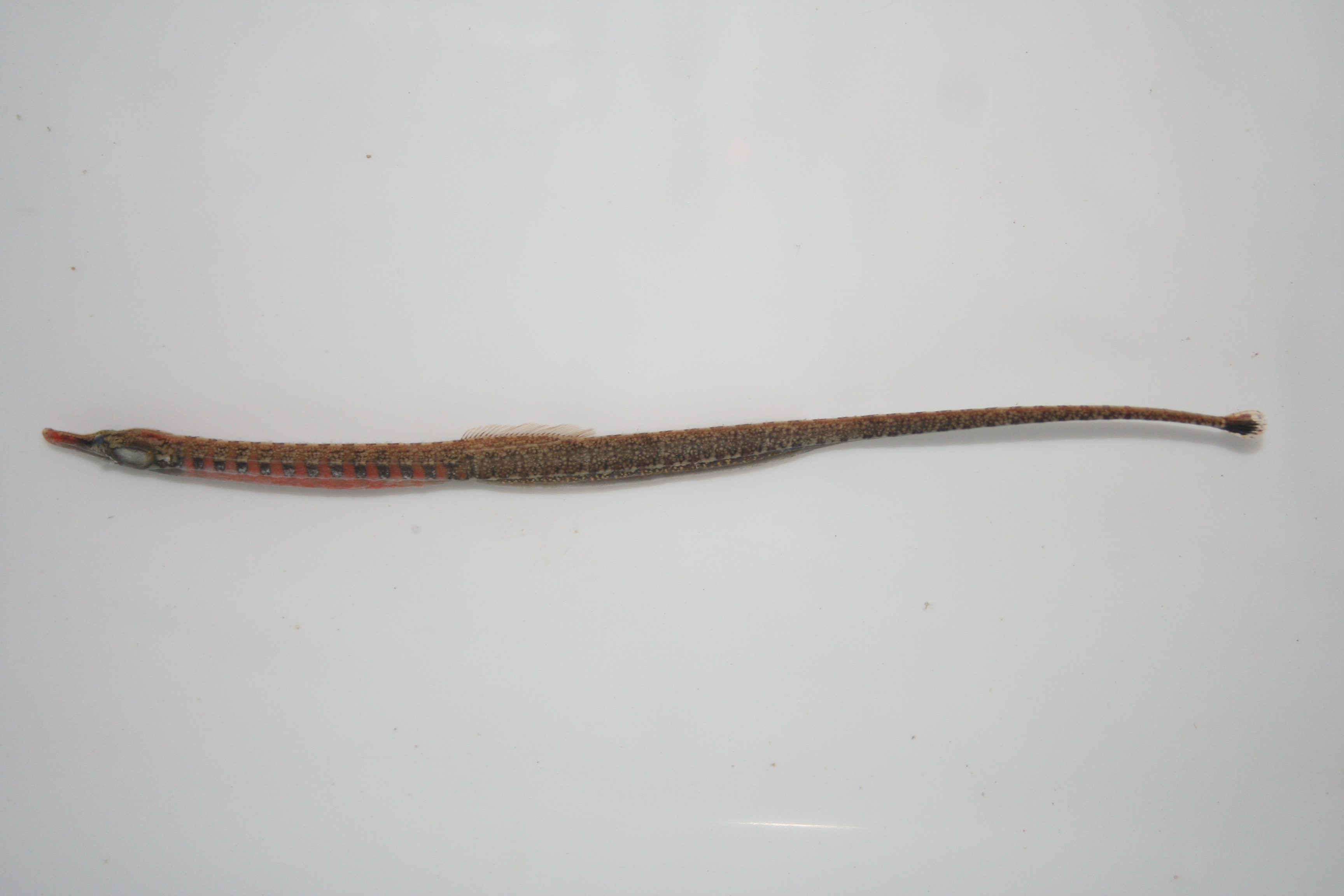 Afrikaanse zoetwater-zeenaald (Enneacampus ansorgii) — Syngnathidae