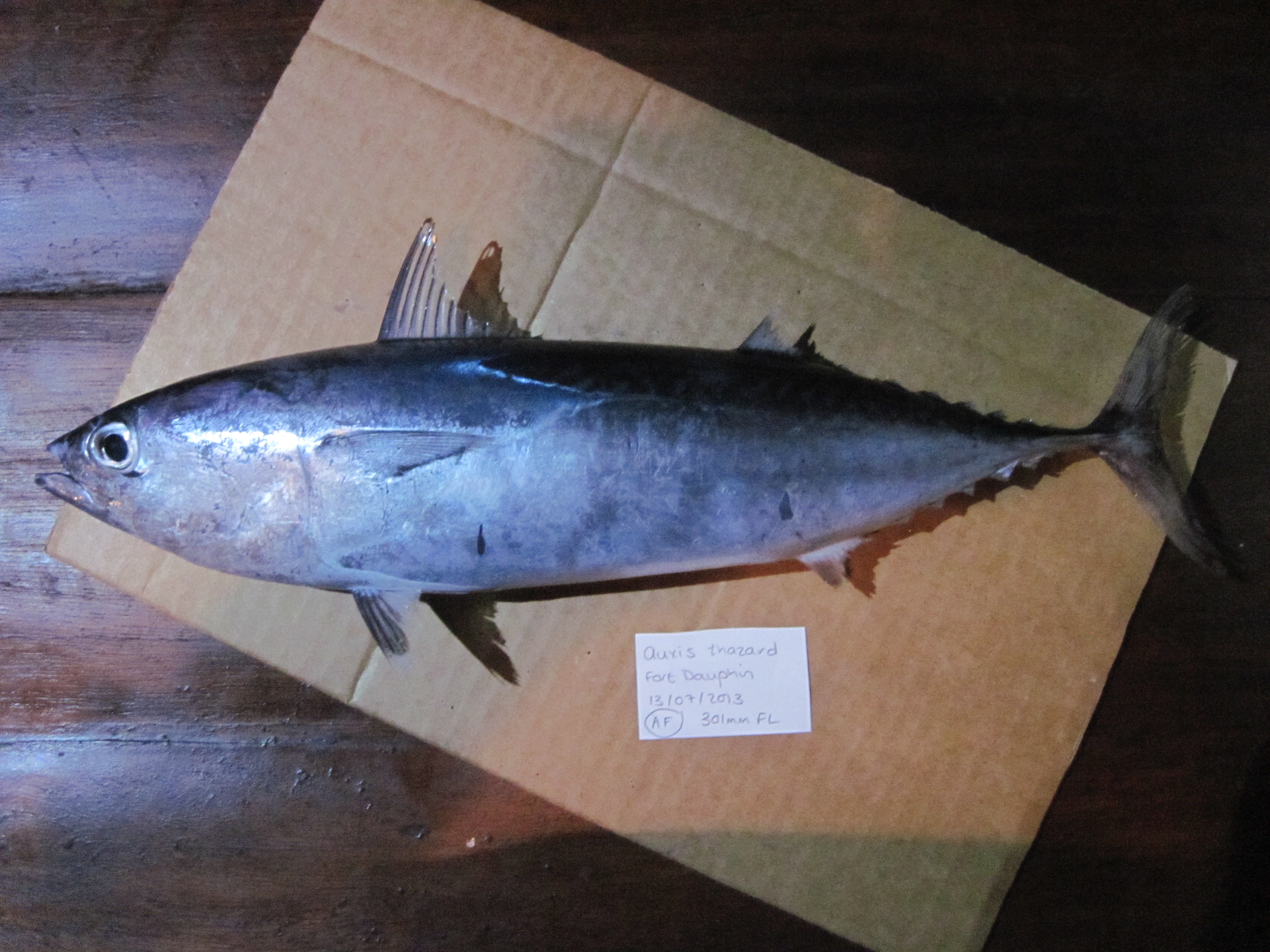 Bonito (Auxis thazard) — Scombridae