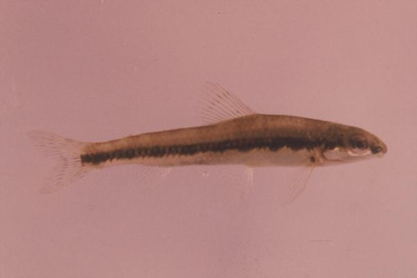 Broadbar citharine (Nannocharax macropterus) — Distichodontidae — 2