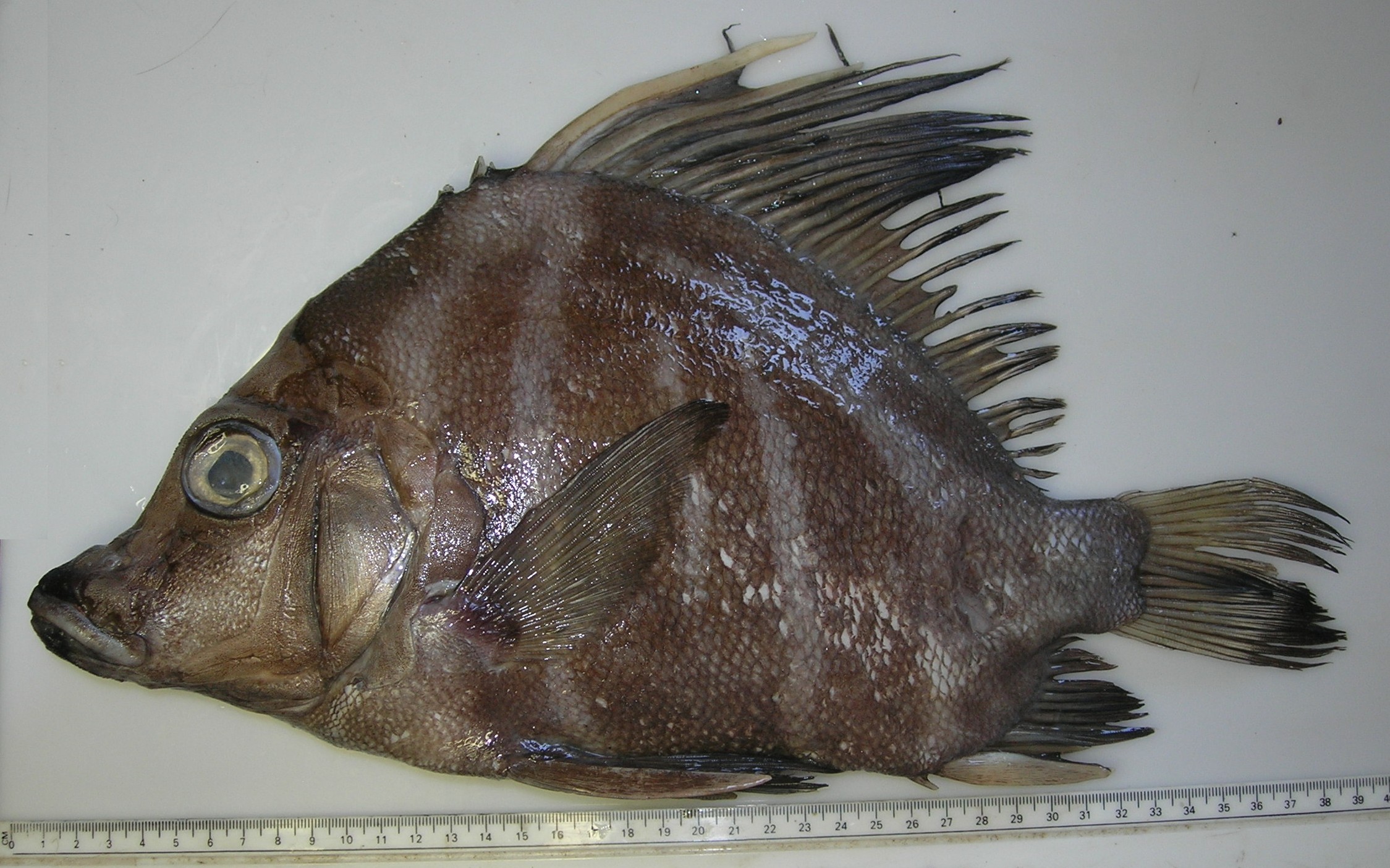 Boarfish (Histiopterus typus) — Pentacerotidae — 2
