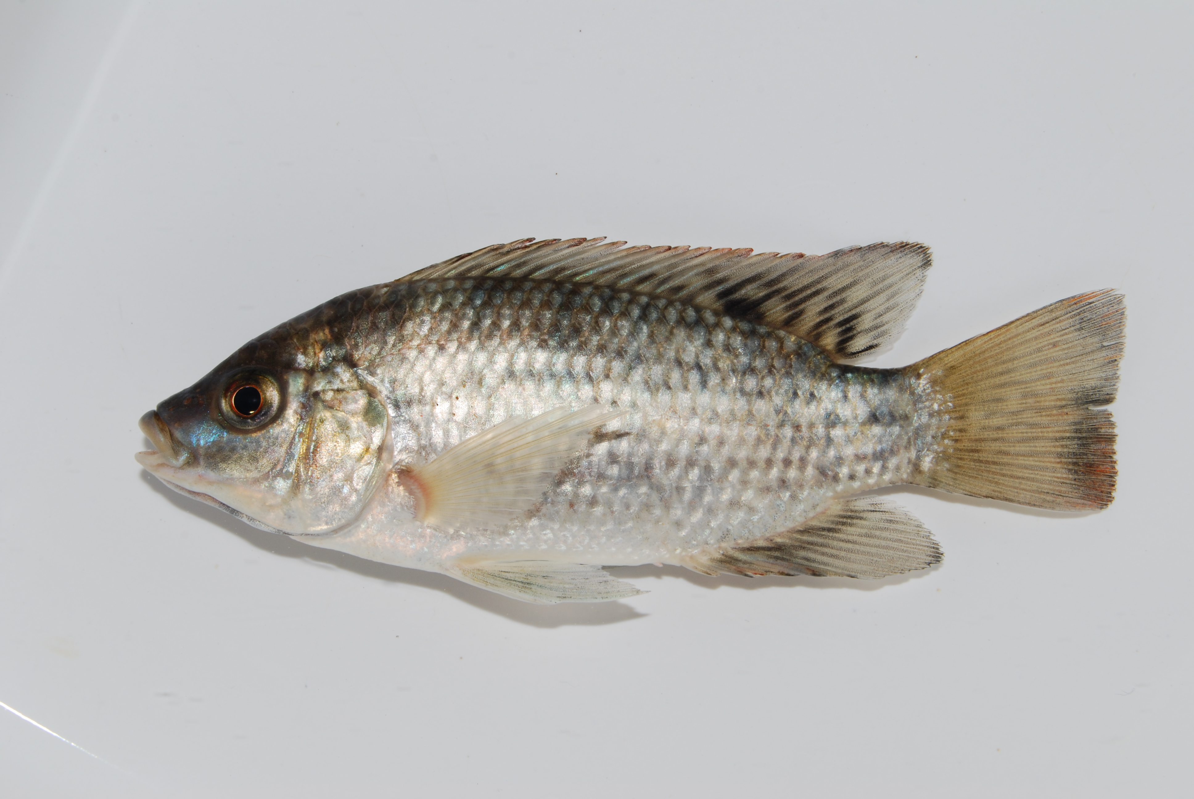 Black tilapia (Oreochromis placidus) — Cichlidae — 2