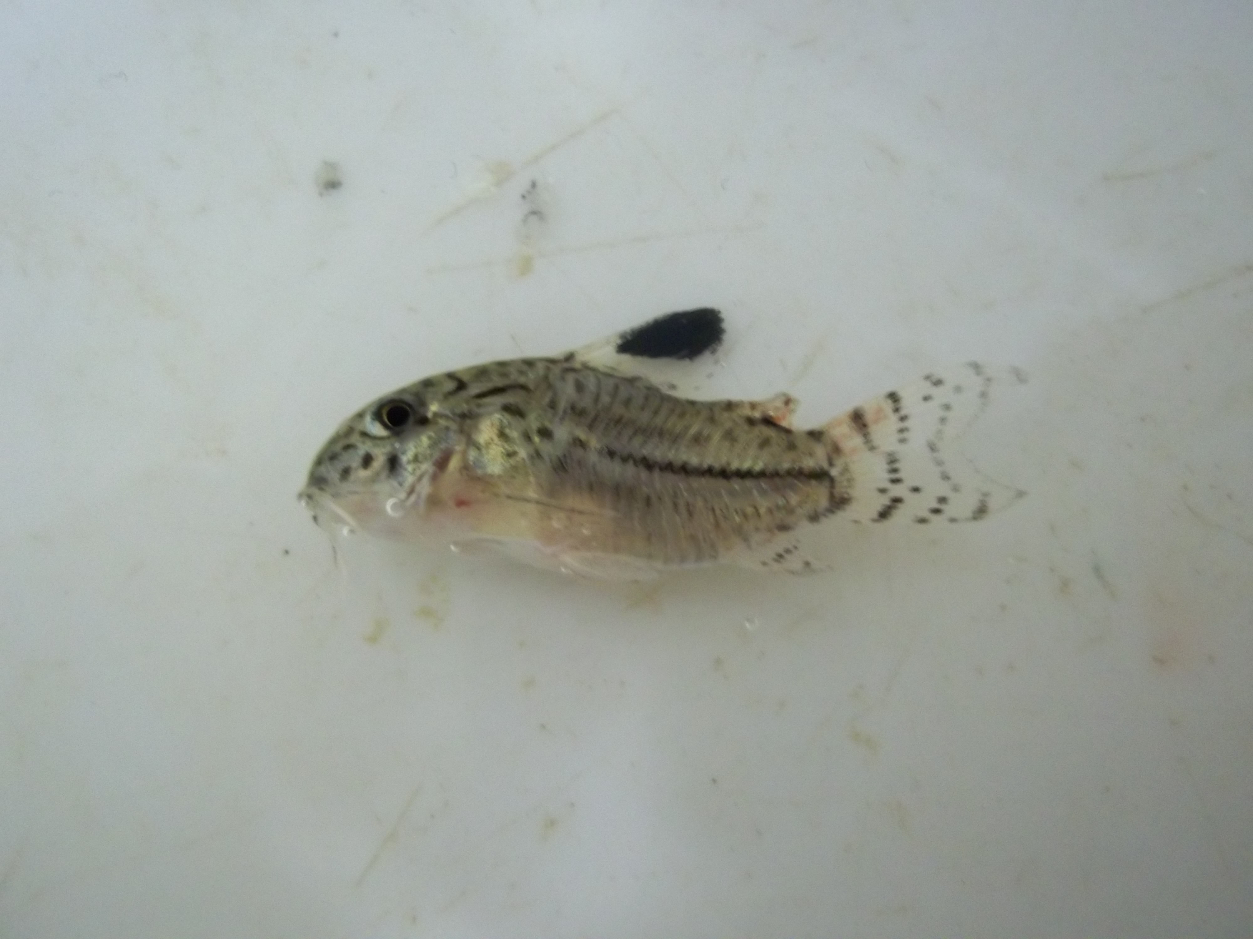 Julii corydoras (Corydoras julii) — Callichthyidae — 2