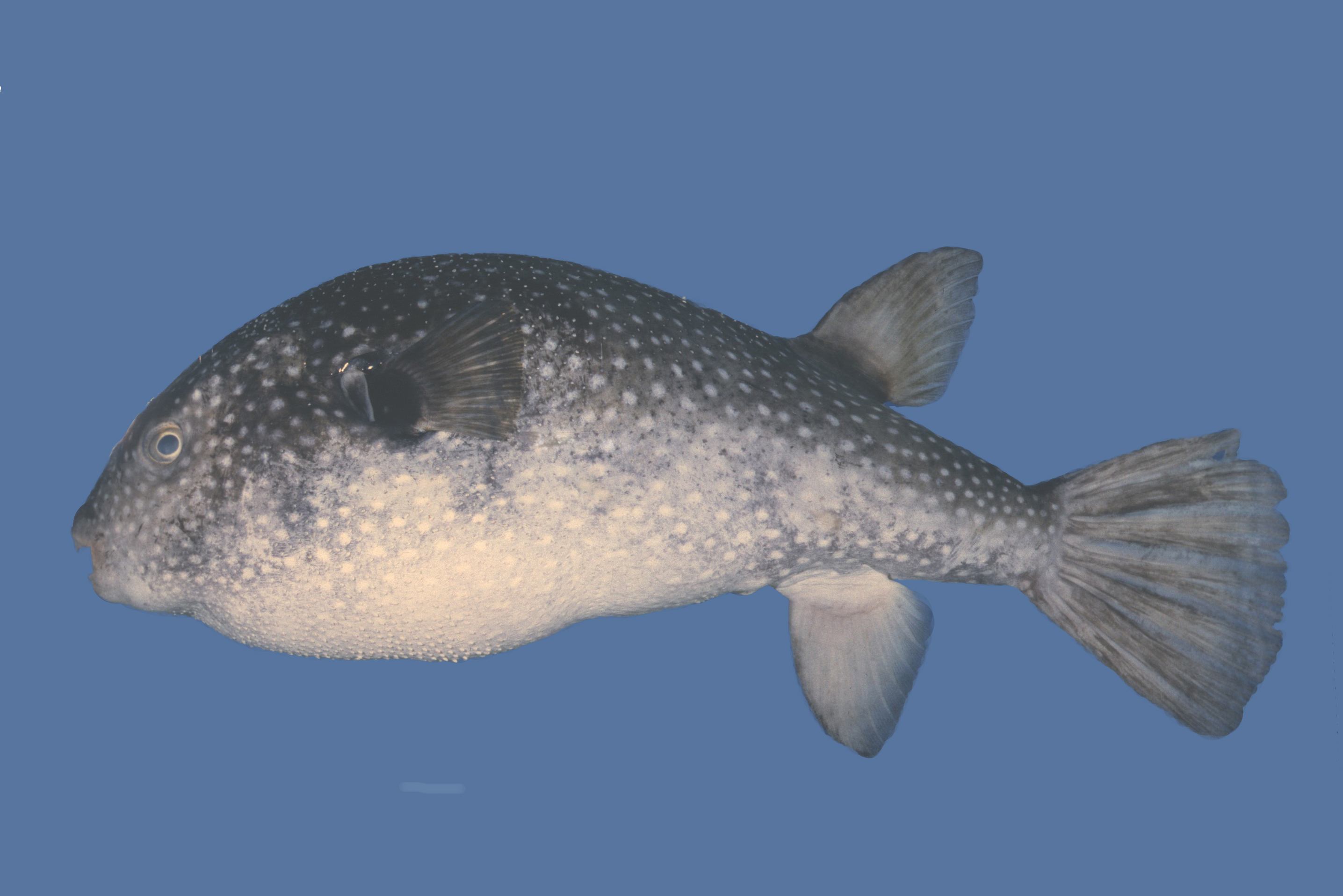 Starry toadfish (Arothron firmamentum) — Tetraodontidae — 4