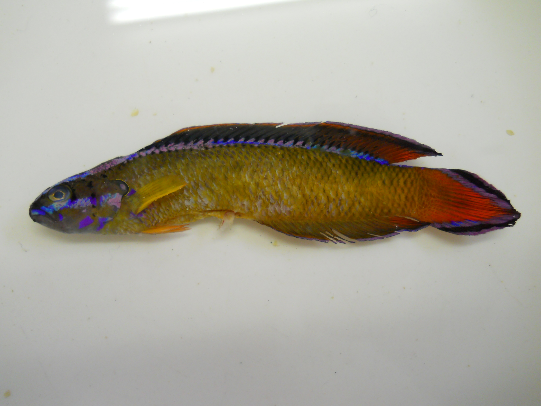 Du Toit's dottyback (Pseudochromis dutoiti) — Pseudochromidae — 2