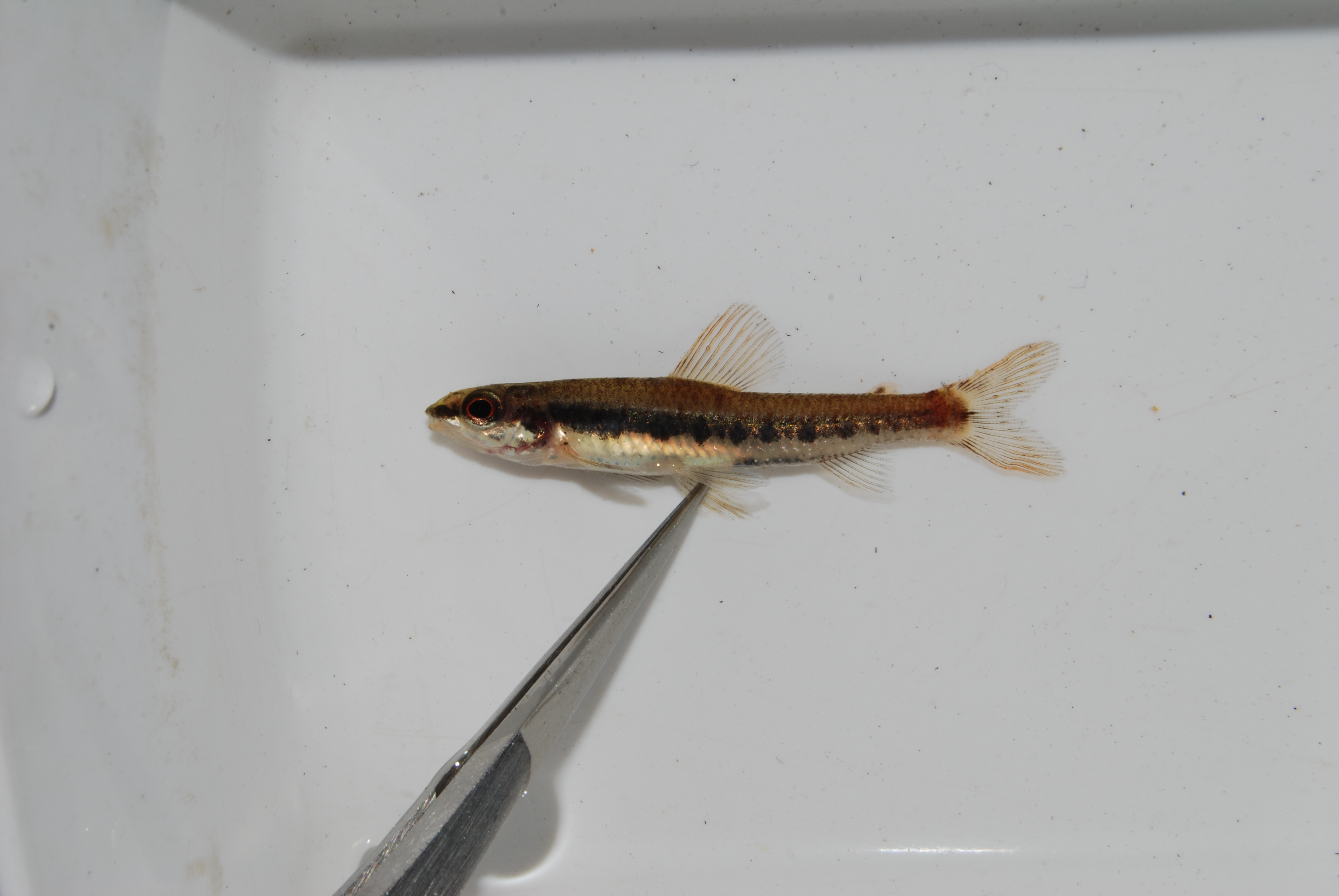Striped African darter (Nannocharax lineostriatus) — Distichodontidae — 4