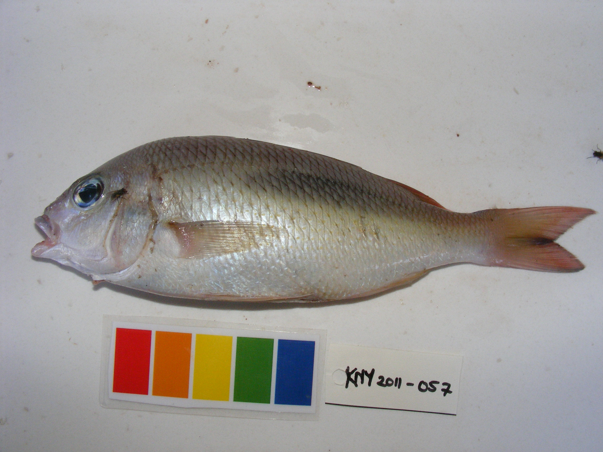 Doubleblotch spinecheek (Scolopsis bimaculata) — Nemipteridae — 2