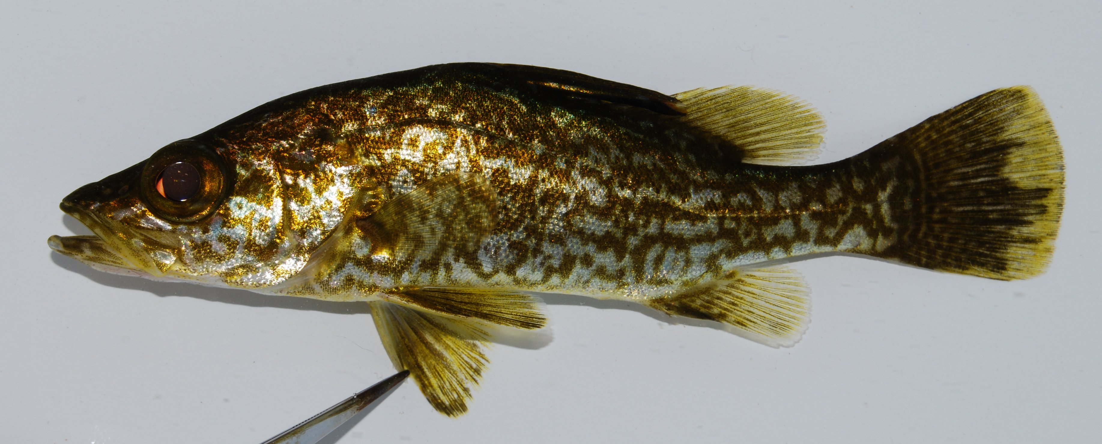 Bigeye lates (Lates mariae) — Latidae — 2