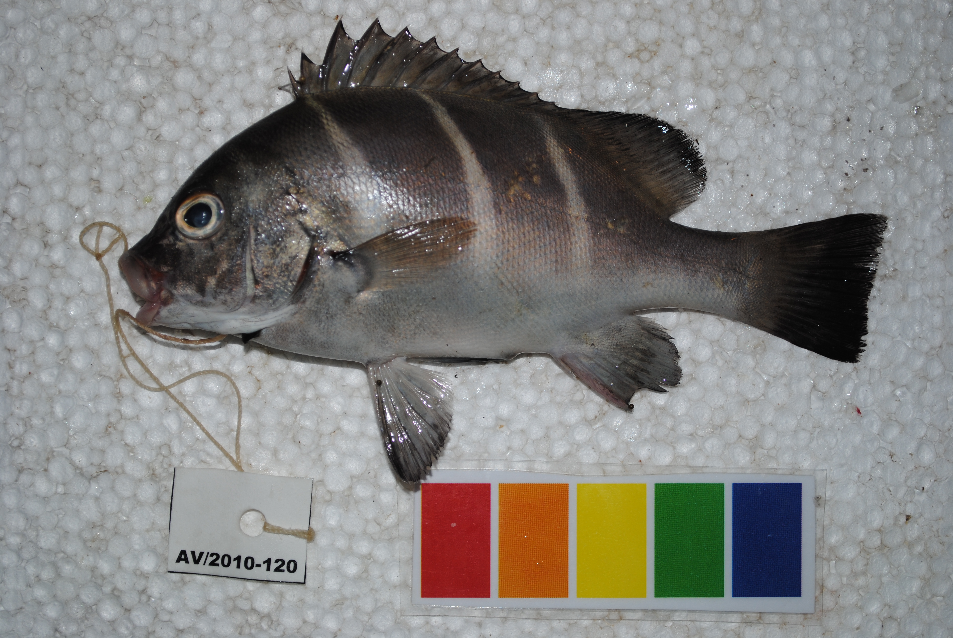 Whitebarred rubberlips (Plectorhinchus playfairi) — Haemulidae — 2