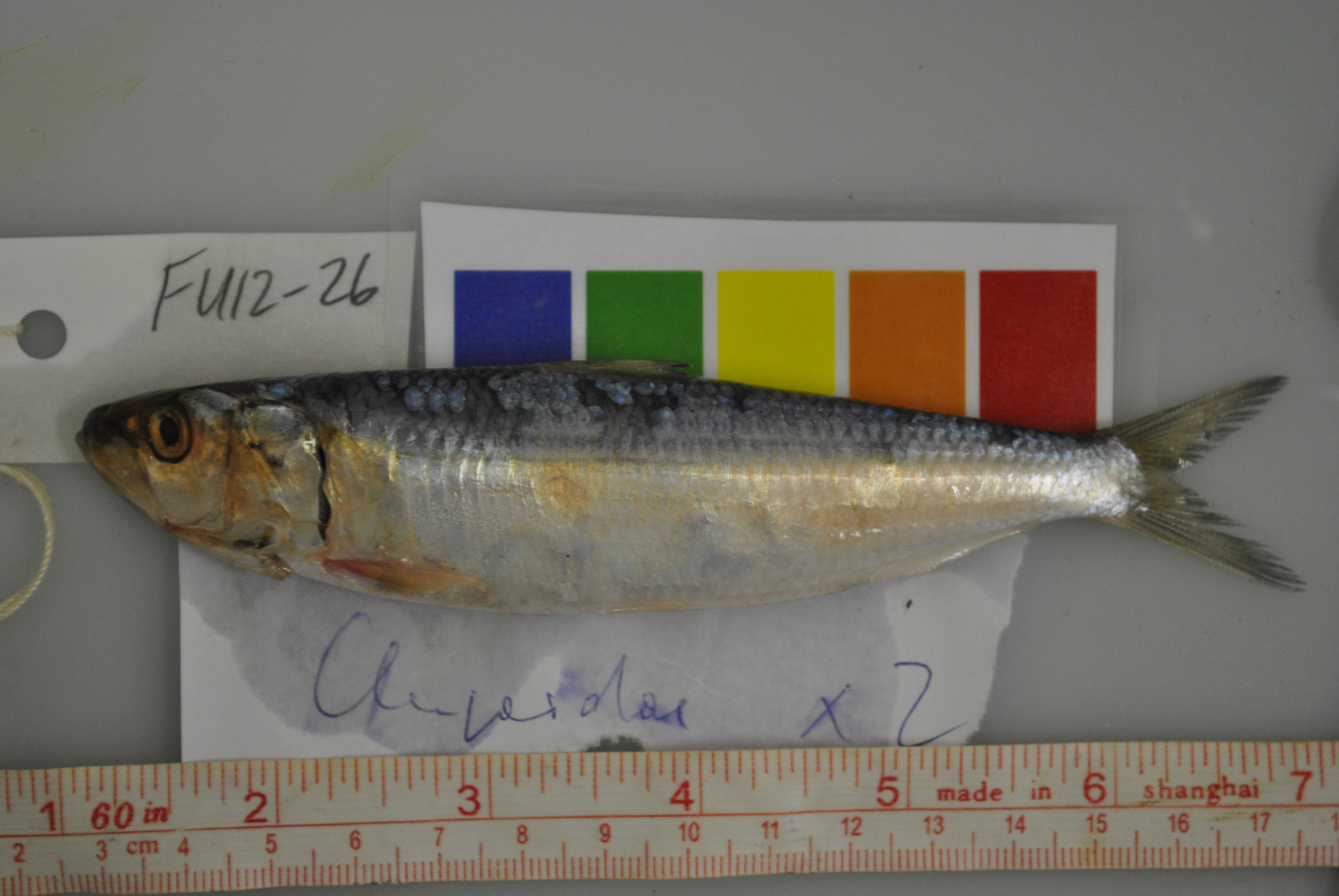 Indian oil sardine (Sardinella longiceps) — Clupeidae — 2