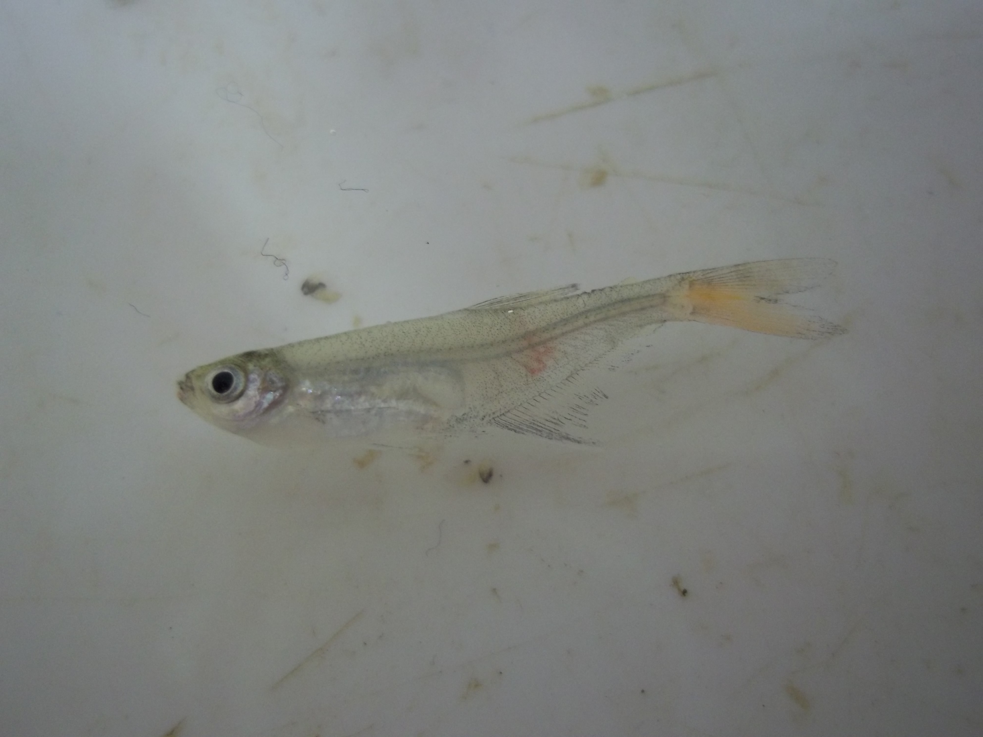 Bloodfin tetra (Aphyocharax anisitsi) — Characidae — 3