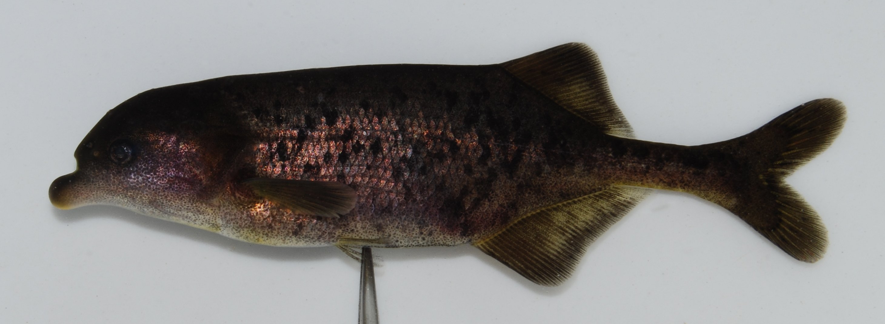 Bulldog (Marcusenius macrolepidotus) — Mormyridae — 3