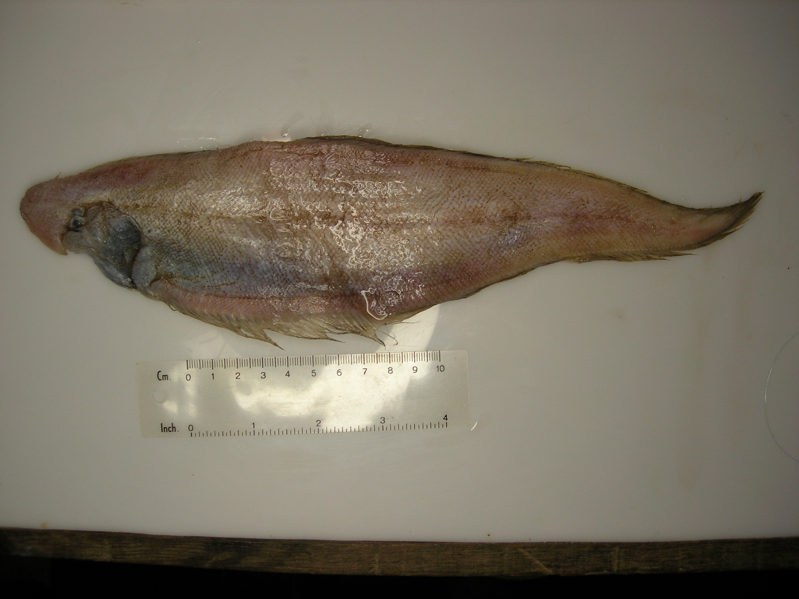 Marleys tongschar (Cynoglossus marleyi) — Cynoglossidae — 3