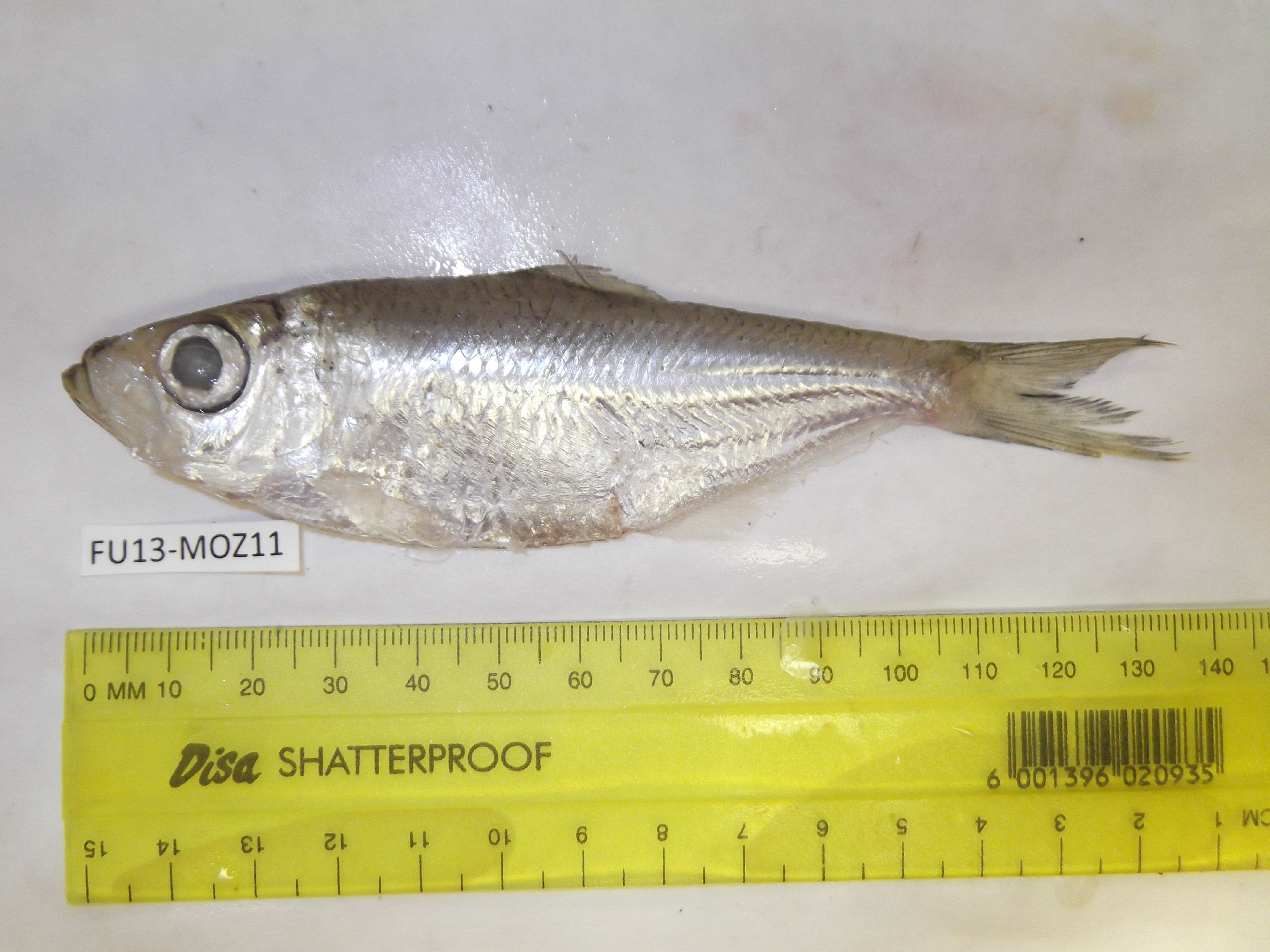 Big-eyed herring (Pellona ditchela) — Pristigasteridae
