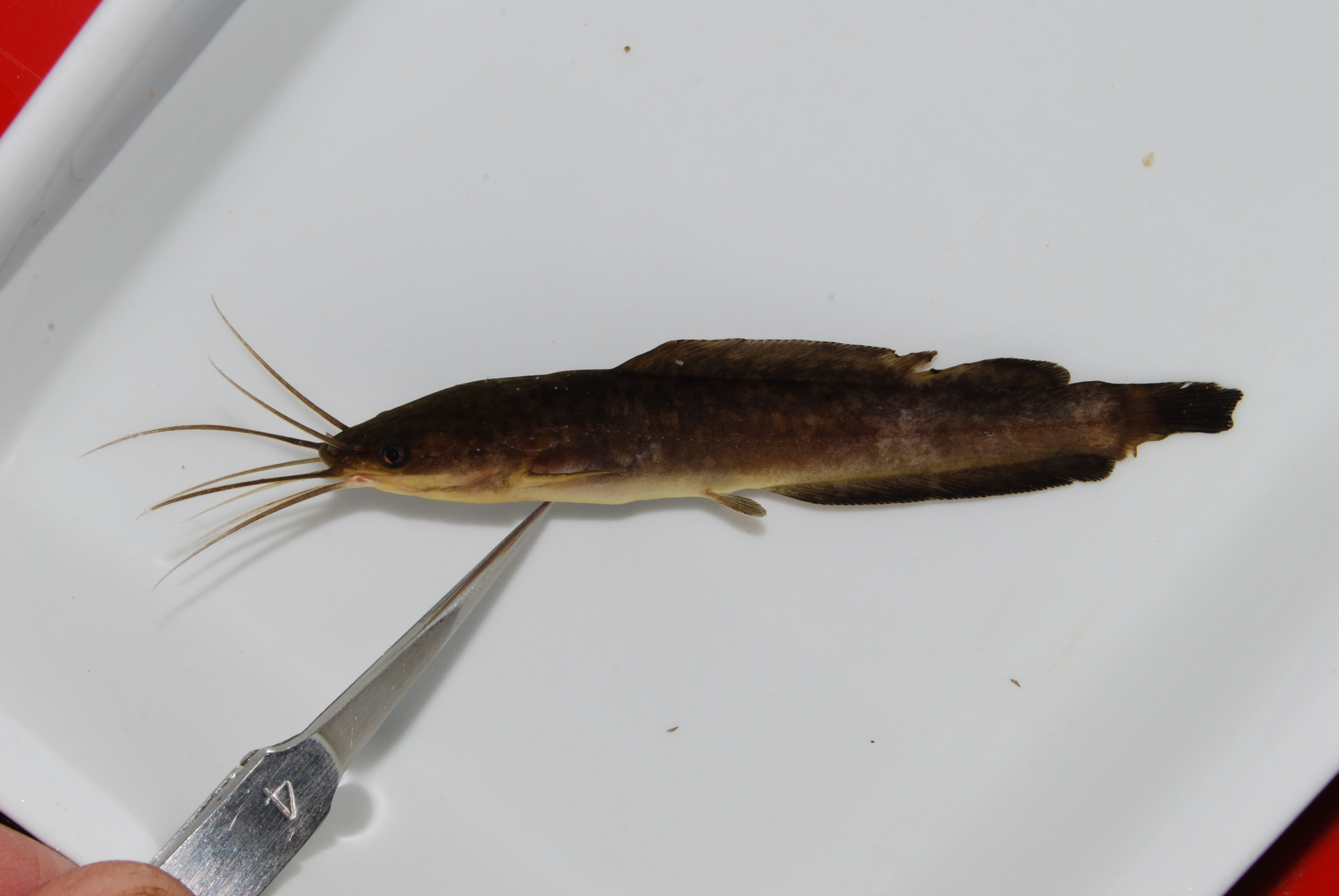 Blunttooth catfish (Clarias ngamensis) — Clariidae — 4
