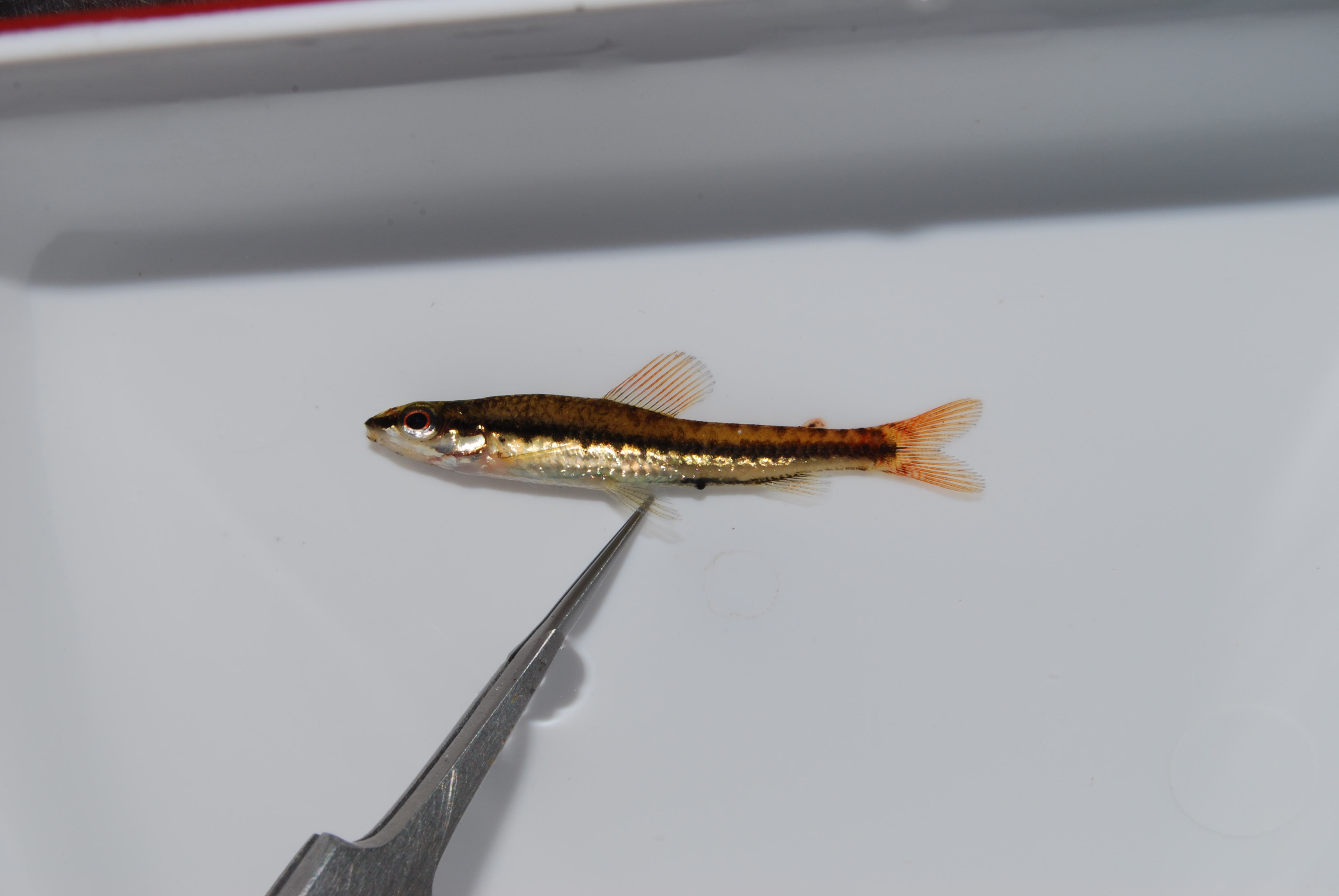 Striped African darter (Nannocharax lineostriatus) — Distichodontidae — 2