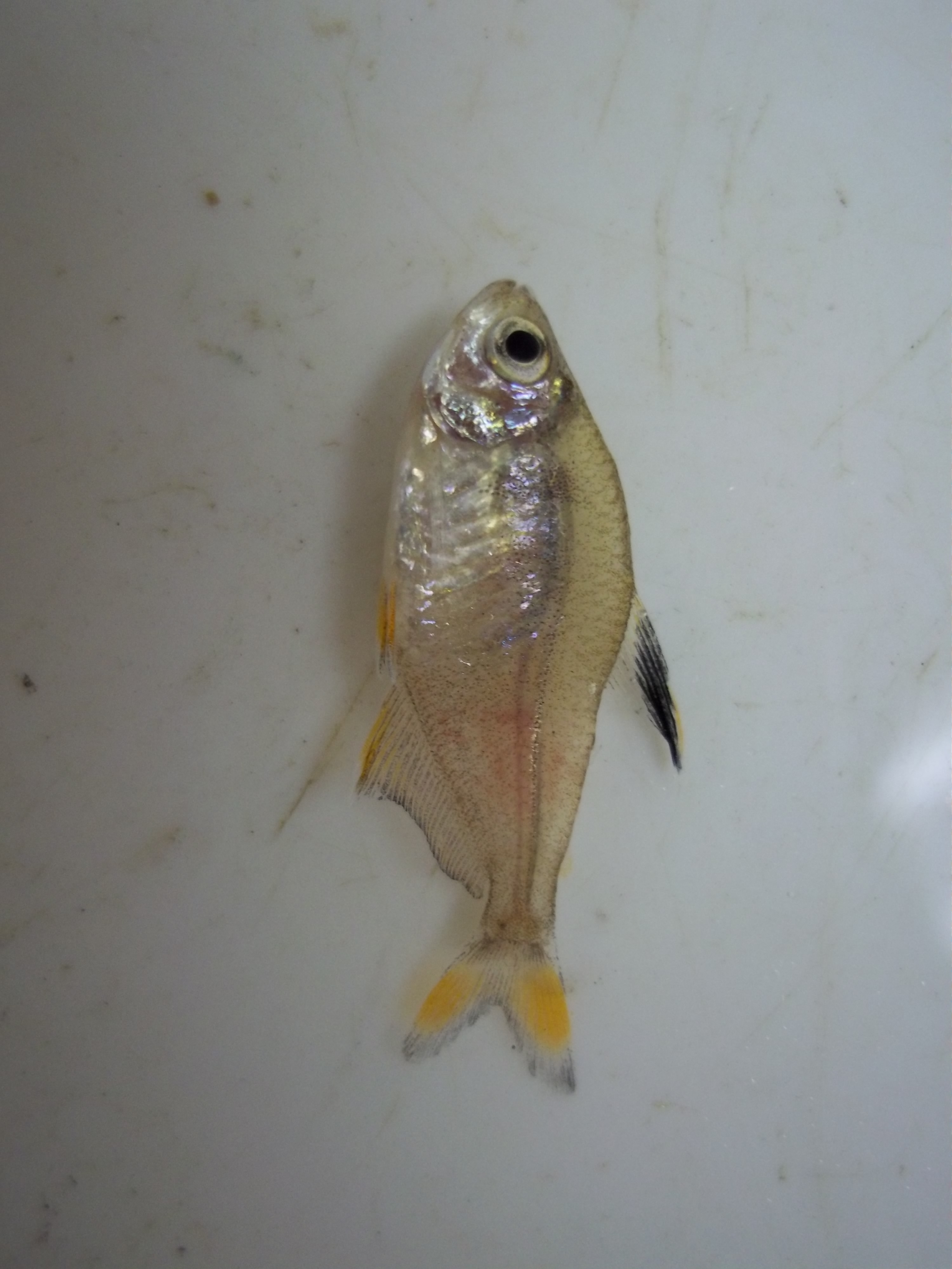 Black-flag tetra (Hyphessobrycon rosaceus) — Characidae — 2
