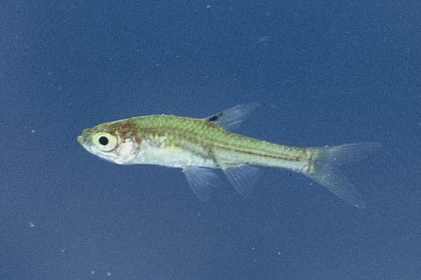 Upjaw barb (Coptostomabarbus wittei) — Cyprinidae — 4