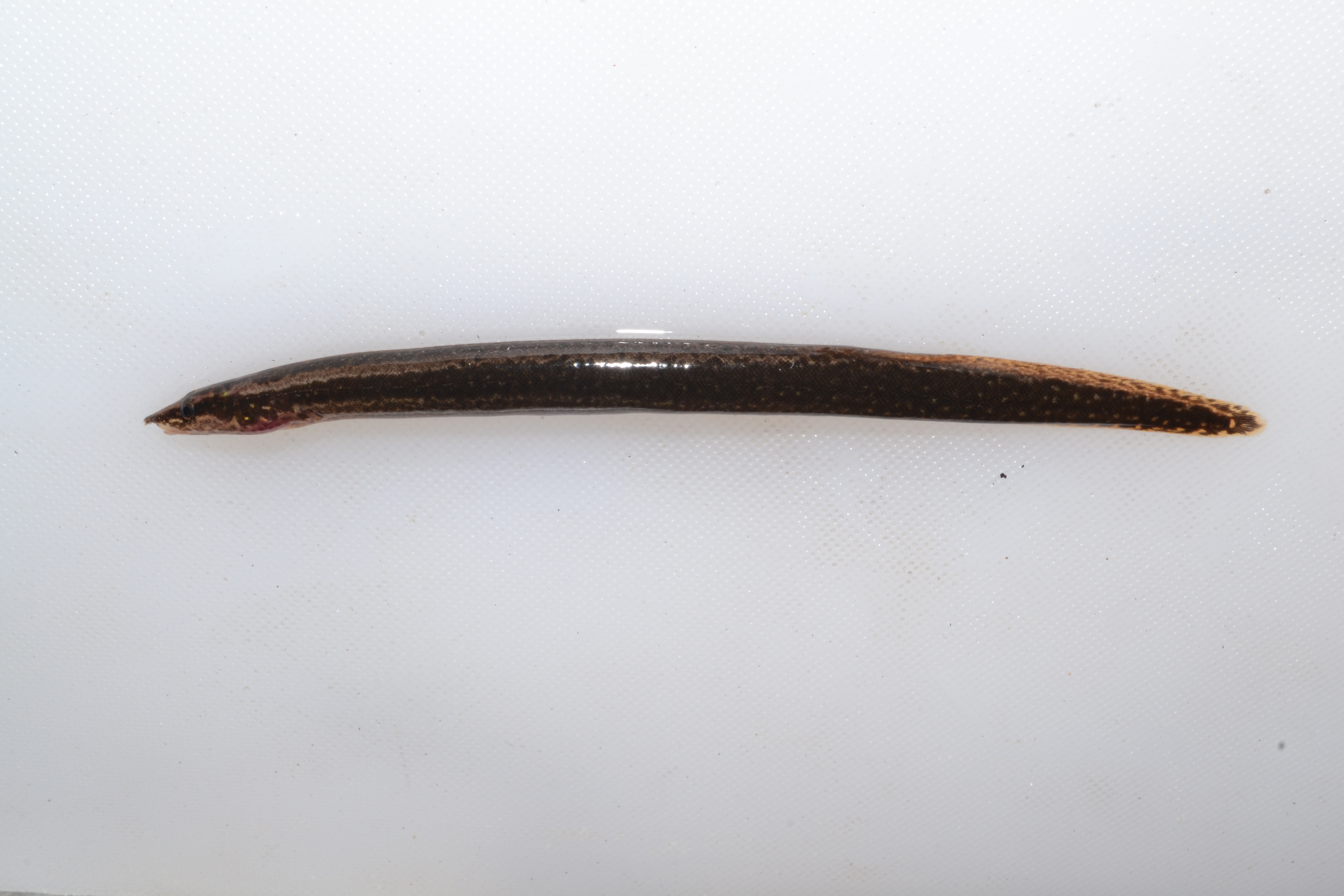 Longtail spiny eel (Mastacembelus frenatus) — Mastacembelidae — 2
