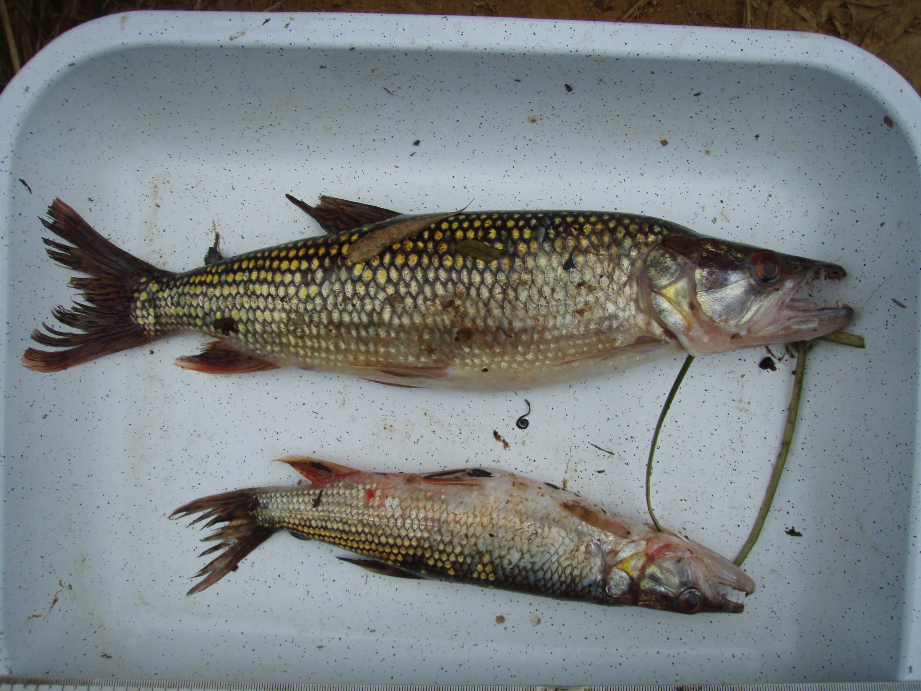 African pike (Hepsetus odoe) — Hepsetidae — 2