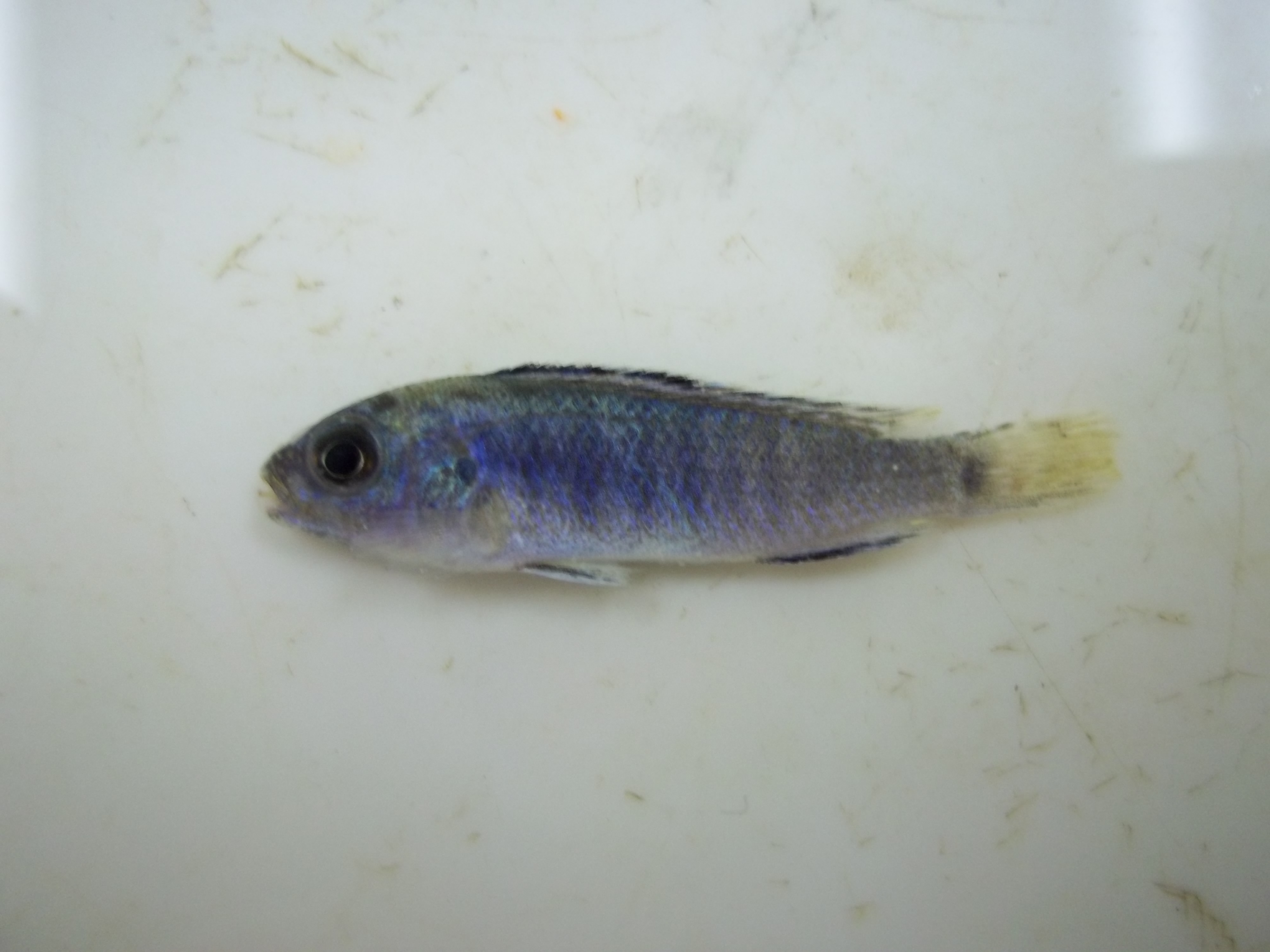 Pseudotropheus elongatus