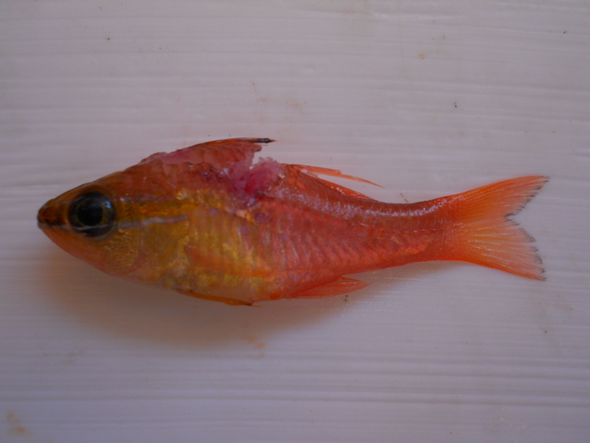 Diamond cardinal (Ostorhinchus apogonoides) — Apogonidae — 2