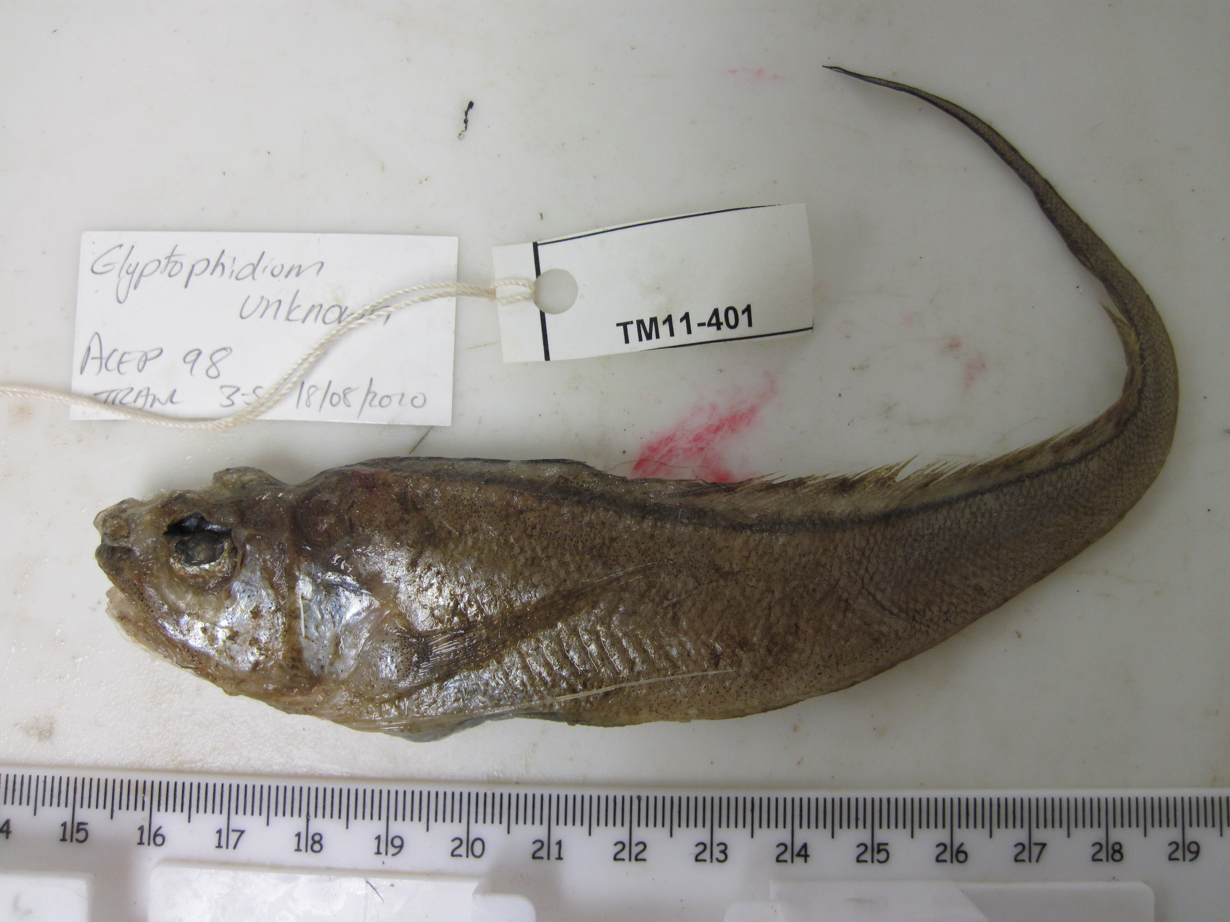 Bigeye Brotula photo 3