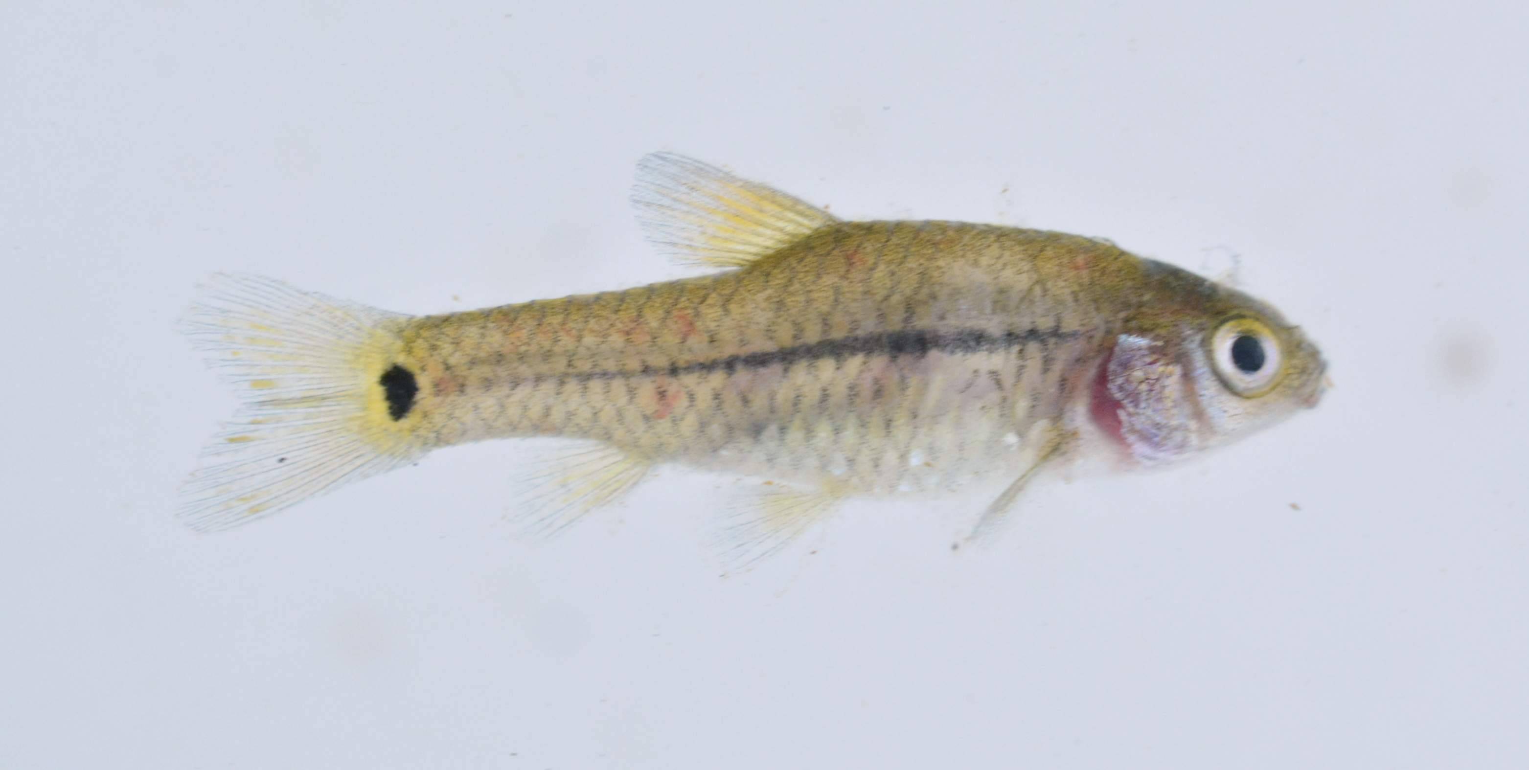 Dwarf barb (Enteromius brevidorsalis) — Cyprinidae — 5