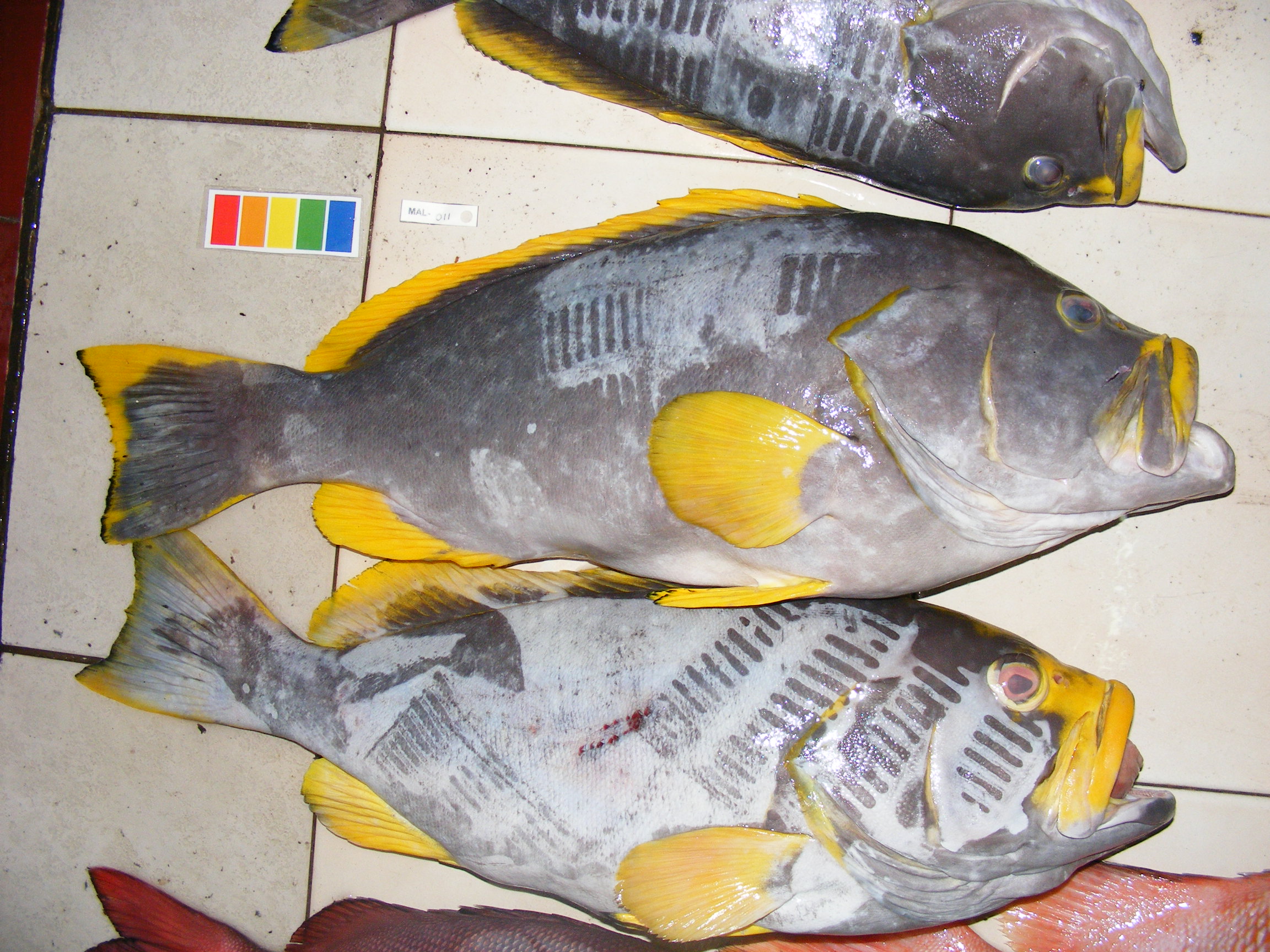 Blue and yellow grouper (Epinephelus flavocaeruleus) — Serranidae — 3
