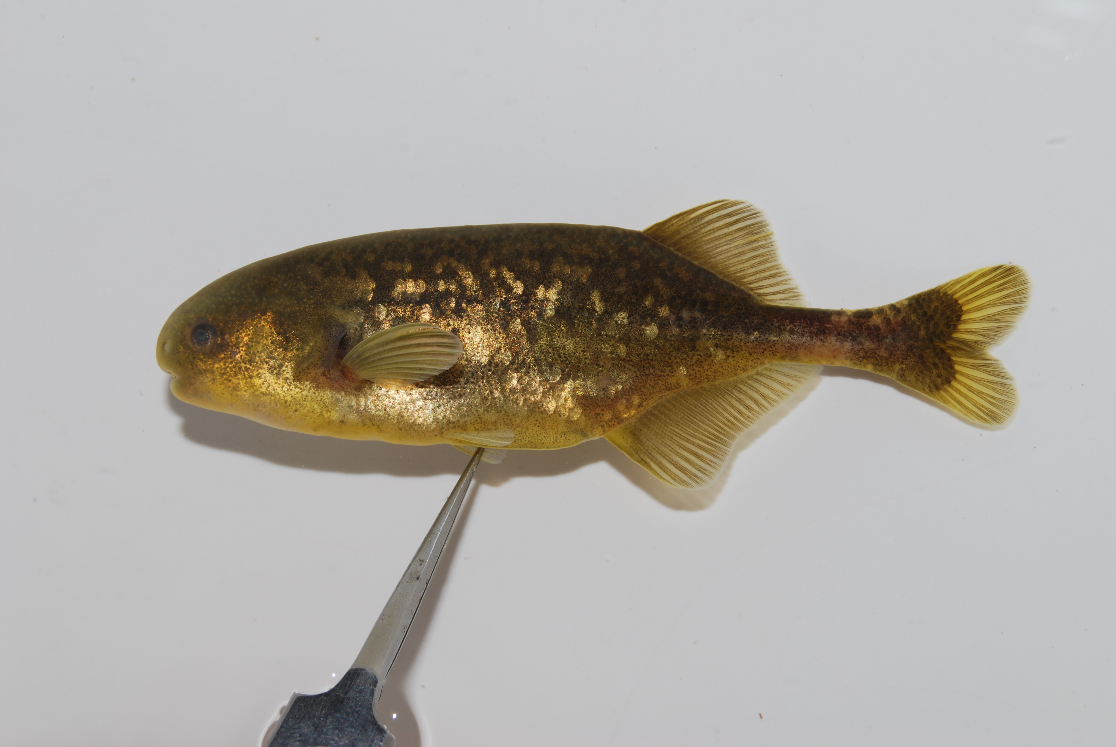 Elephant Fish (Pollimyrus isidori) — Mormyridae — 2