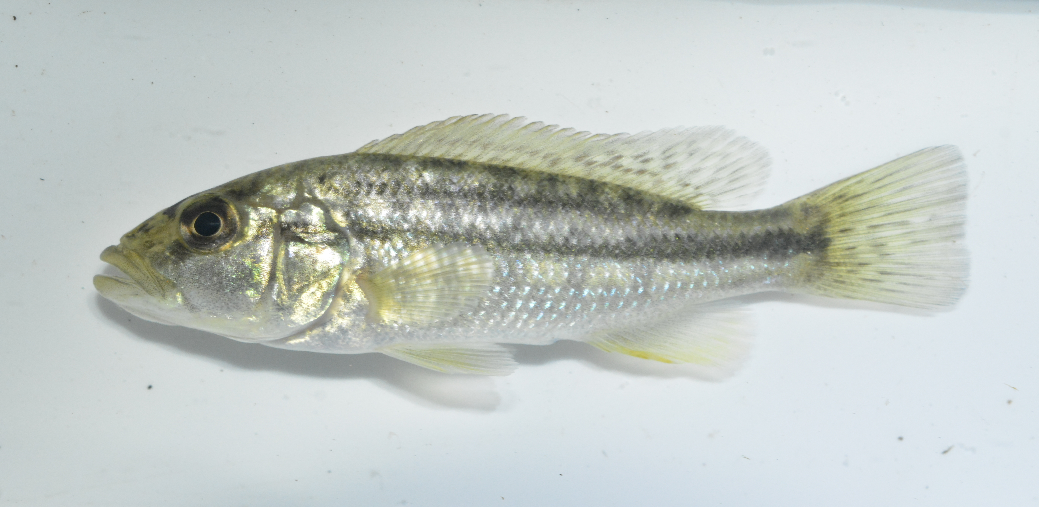 Nembwe (Serranochromis robustus) — Cichlidae — 5