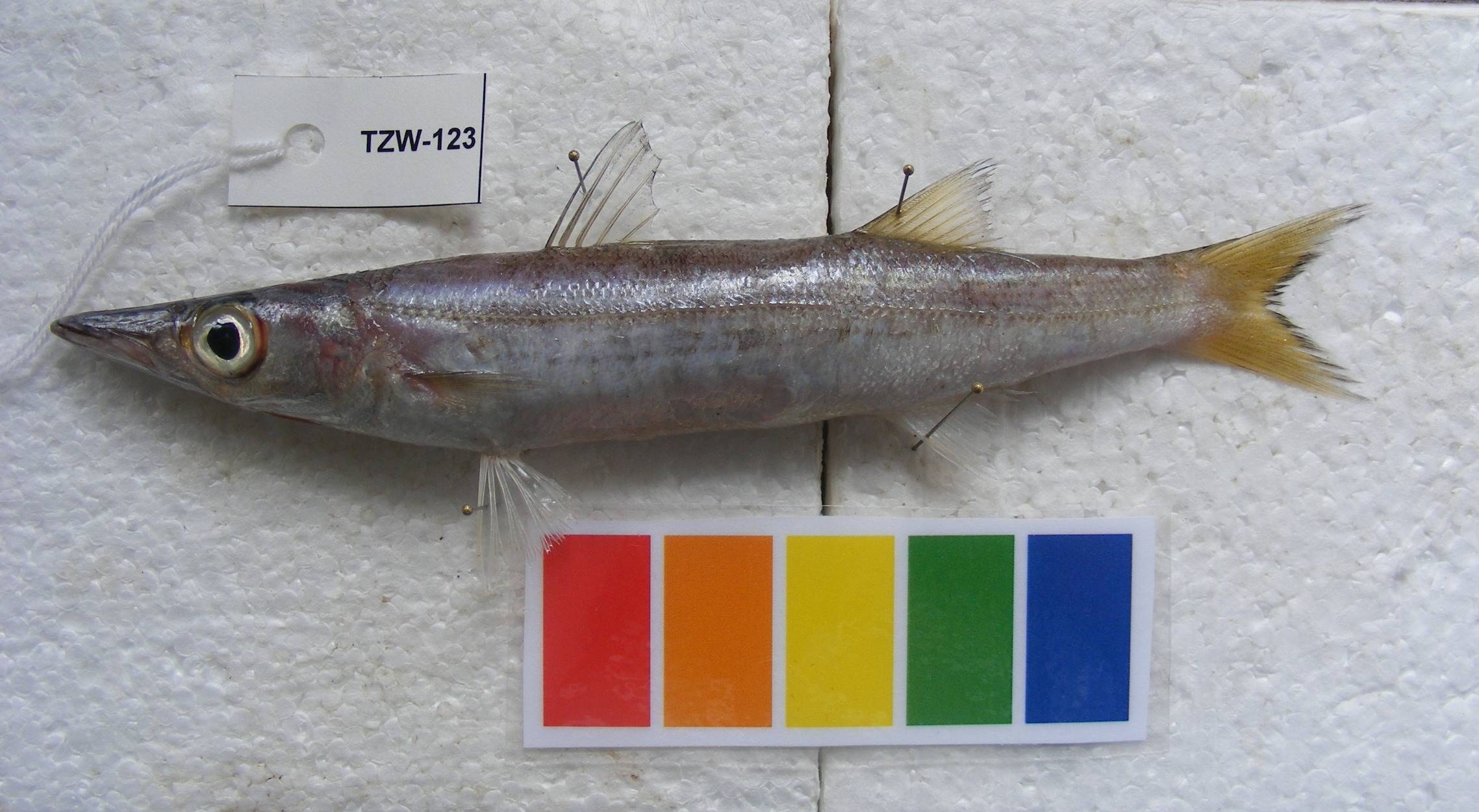 Yellowstripe barracuda (Sphyraena chrysotaenia) — Sphyraenidae — 2