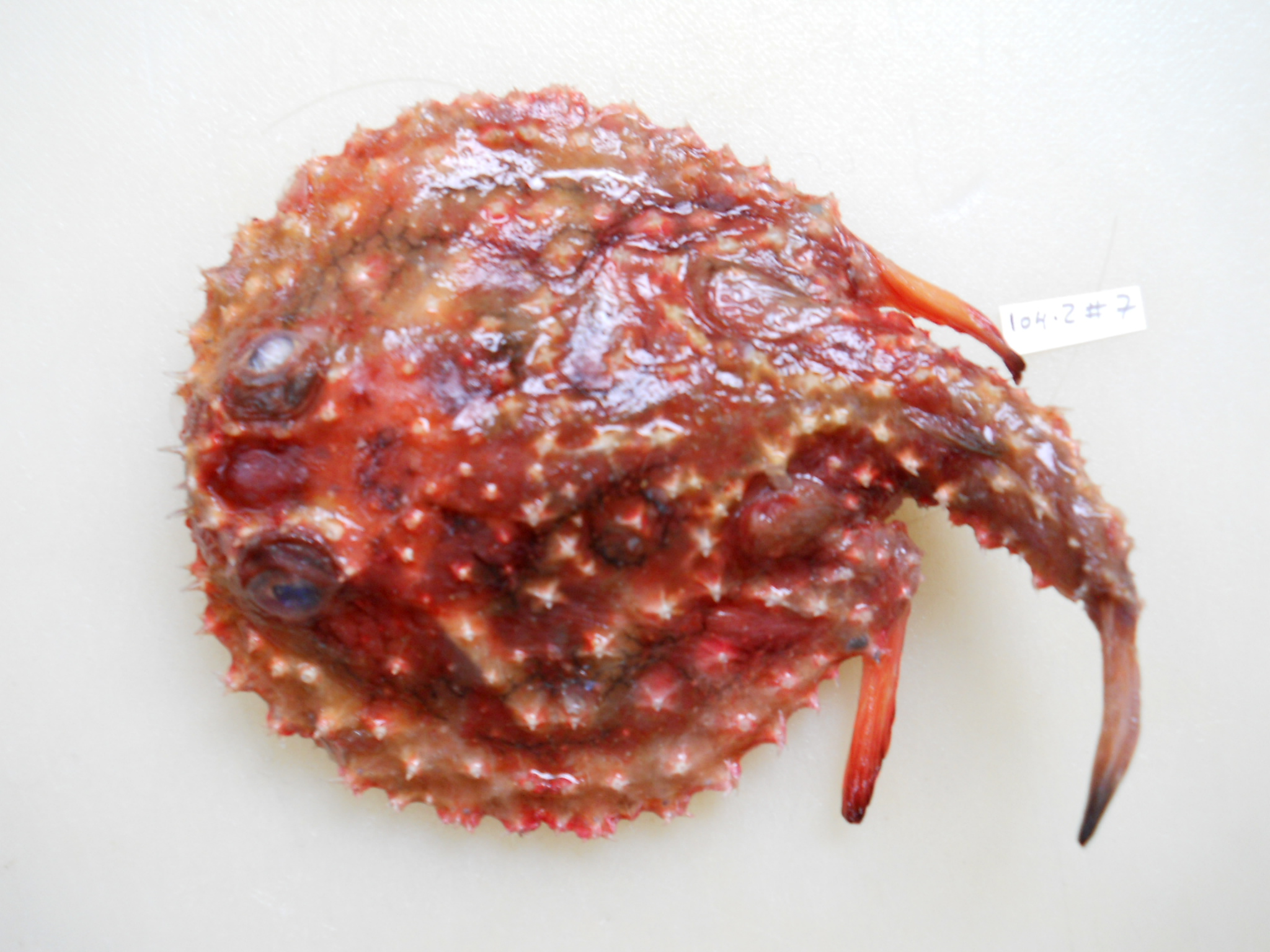 Circular seabat (Halieutaea fitzsimonsi) — Ogcocephalidae — 2