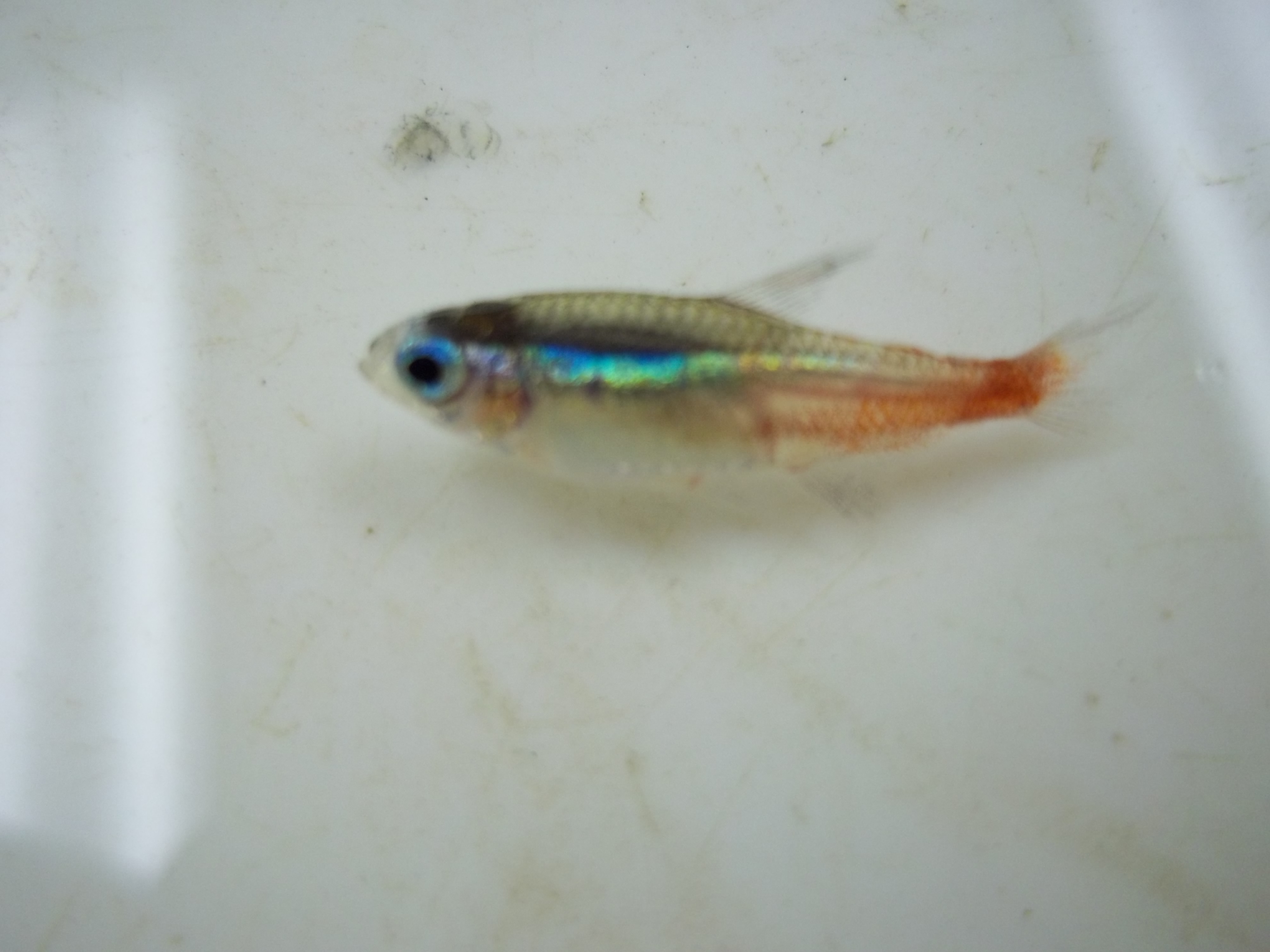 Neon tetra (Paracheirodon innesi) — Characidae — 5