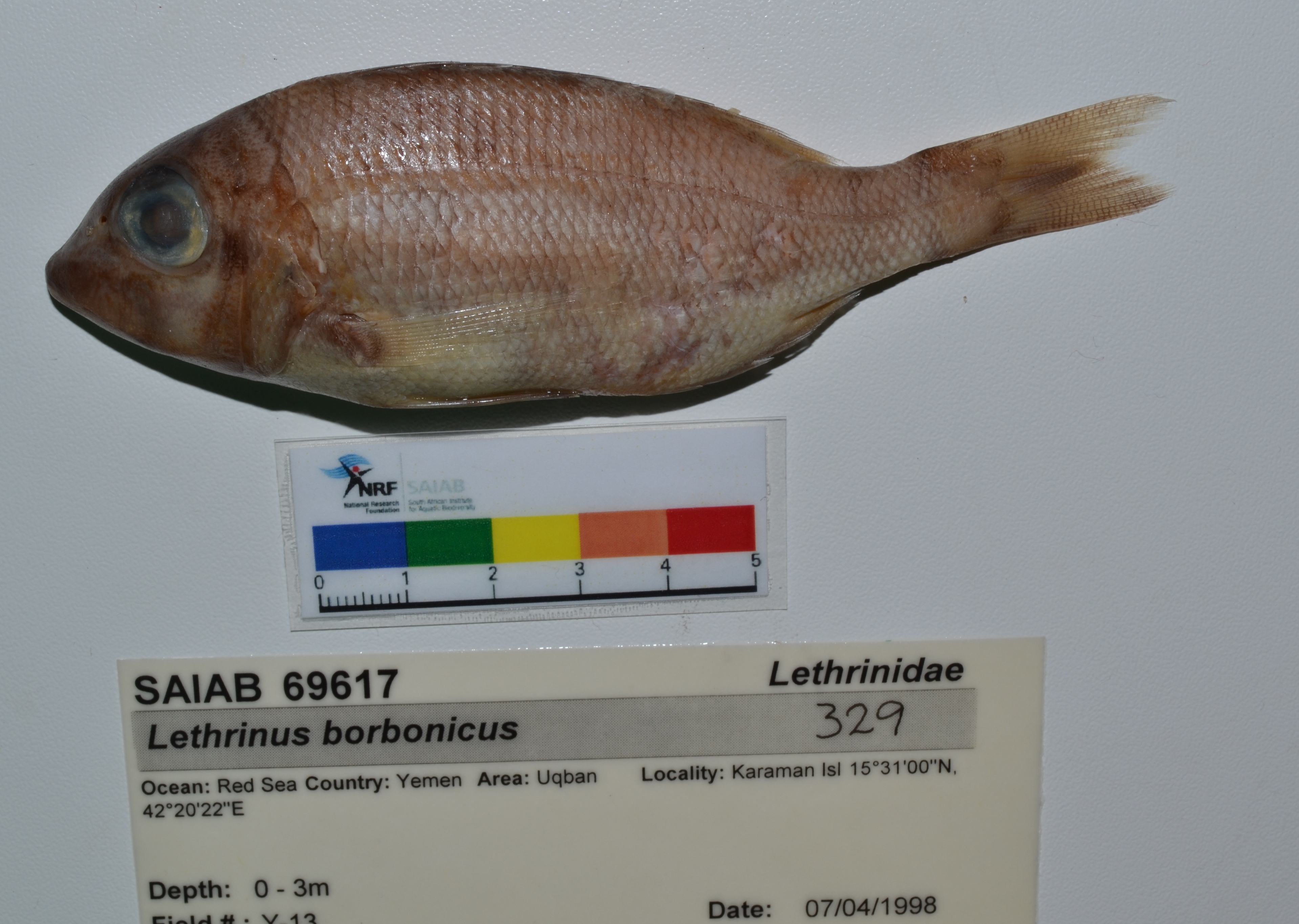 Snubnose emperor (Lethrinus borbonicus) — Lethrinidae — 3