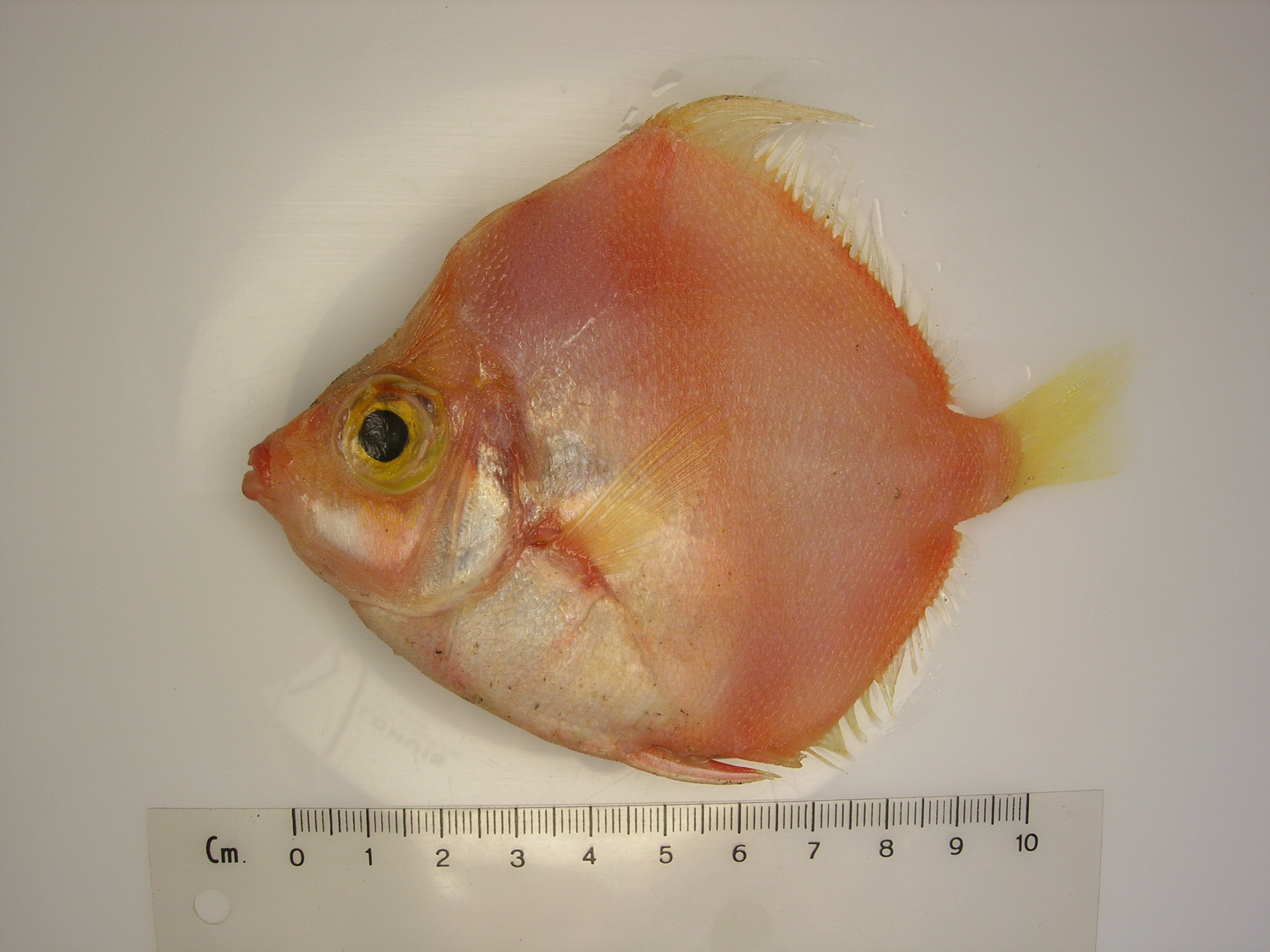 Boarfish (Antigonia rubescens) — Caproidae — 2