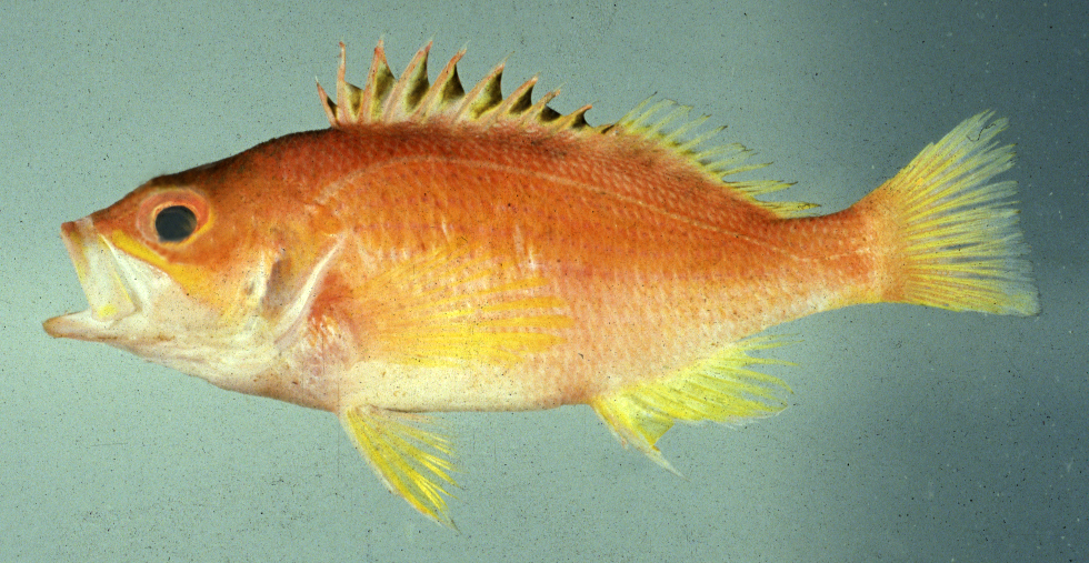 Coats's perch (Lepidoperca coatsii) — Serranidae