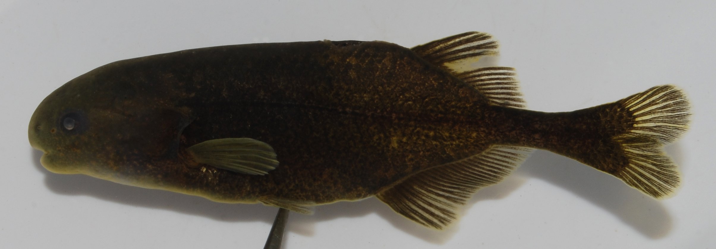 Dwarf stonebasher (Pollimyrus castelnaui) — Mormyridae