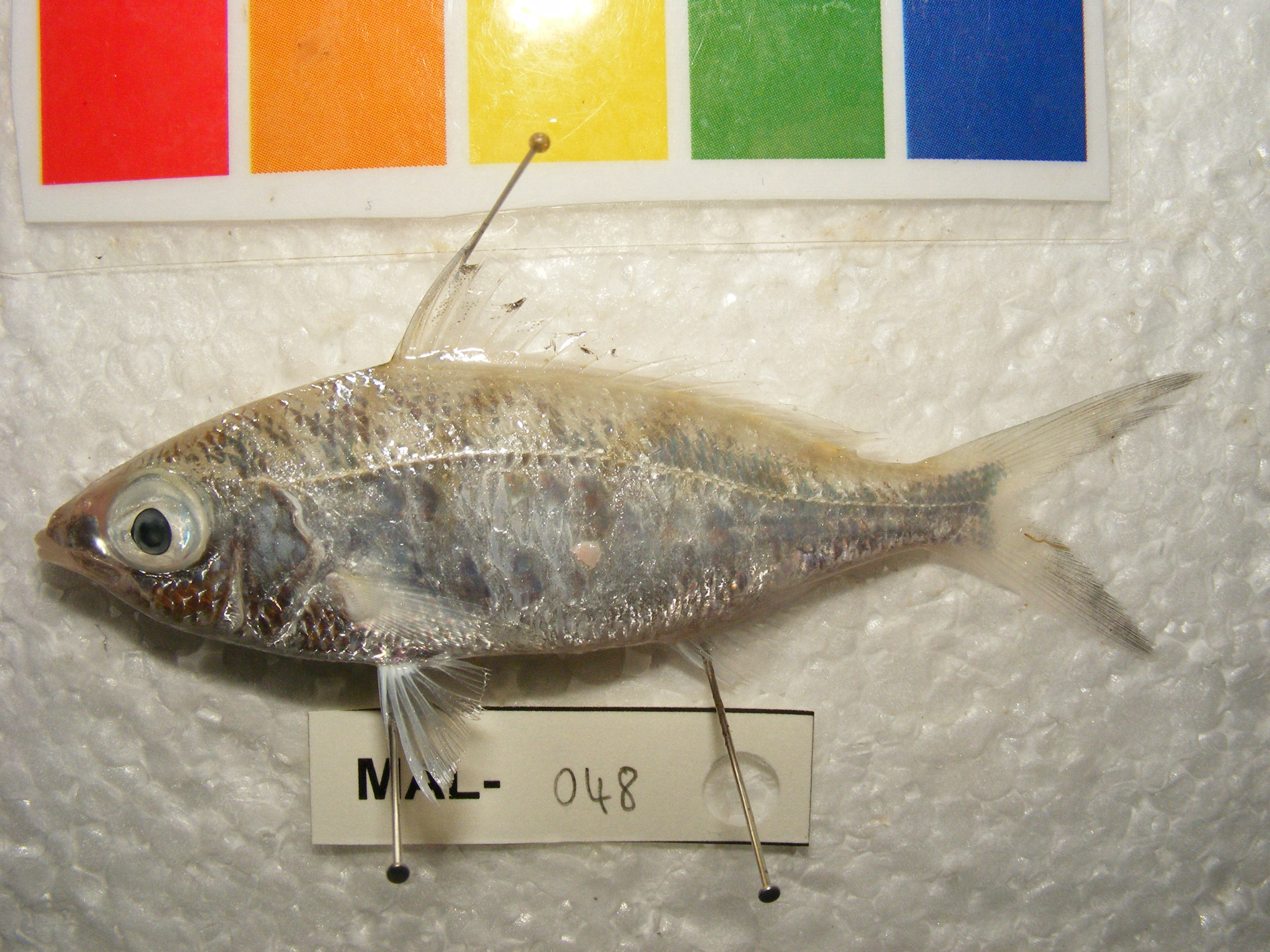 Langwerpige mojarra (Gerres oblongus) — Gerreidae — 2