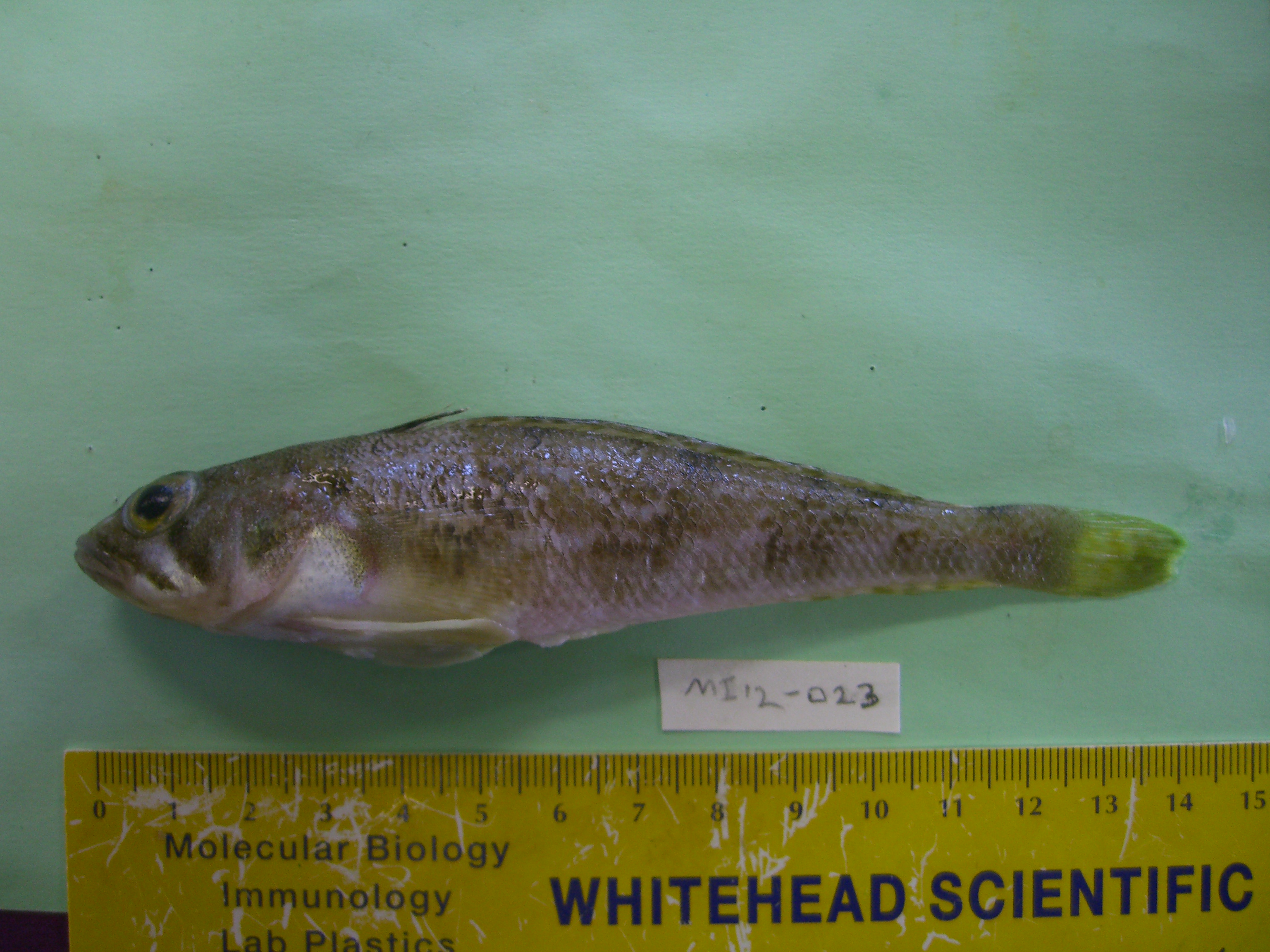 Gray rockcod (Lepidonotothen squamifrons) — Nototheniidae