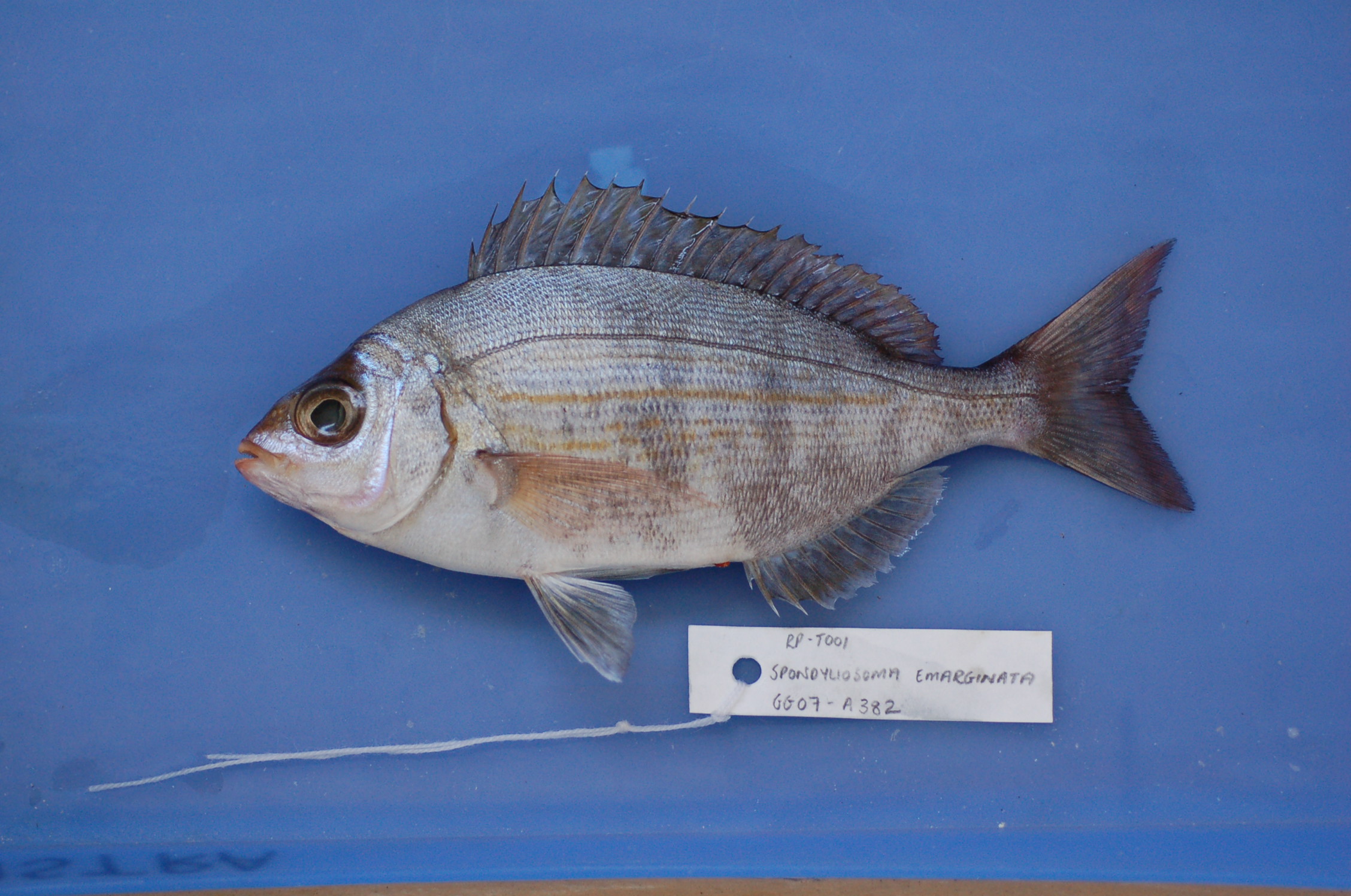 Steentjie (Spondyliosoma emarginatum) — Sparidae — 3