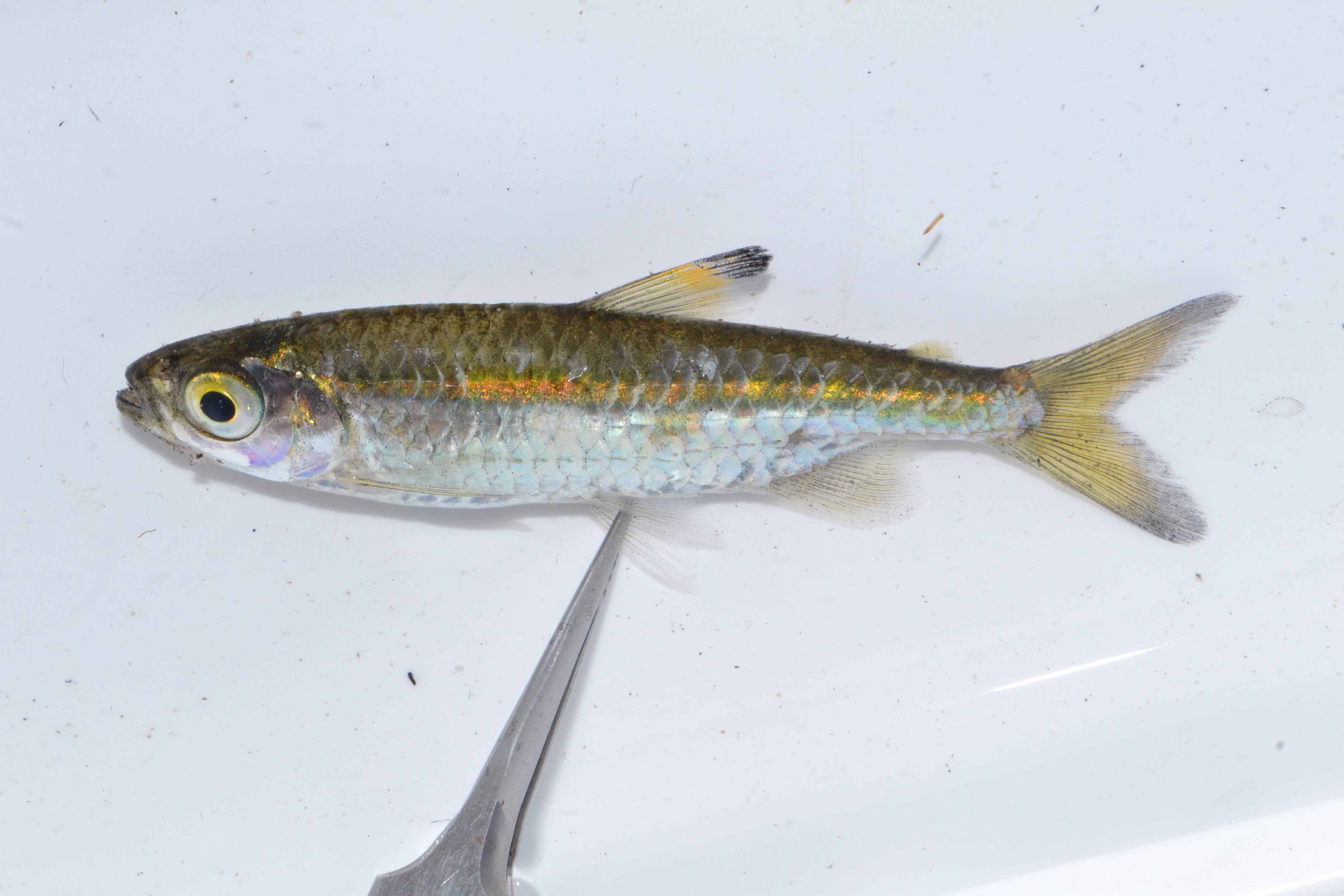 Thamalakane barb (Enteromius thamalakanensis) — Cyprinidae — 3