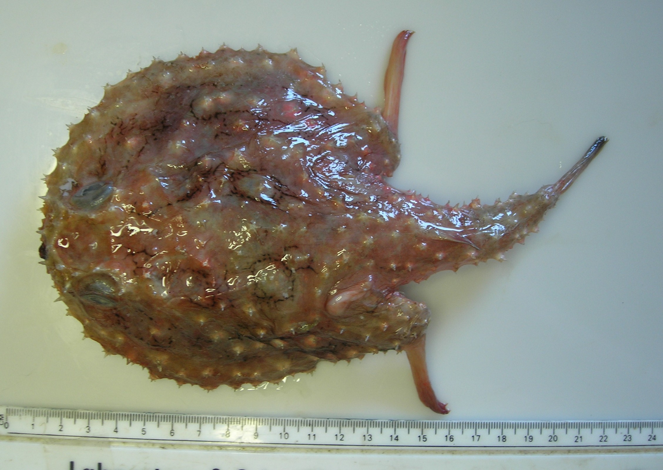 Circular seabat (Halieutaea fitzsimonsi) — Ogcocephalidae — 3