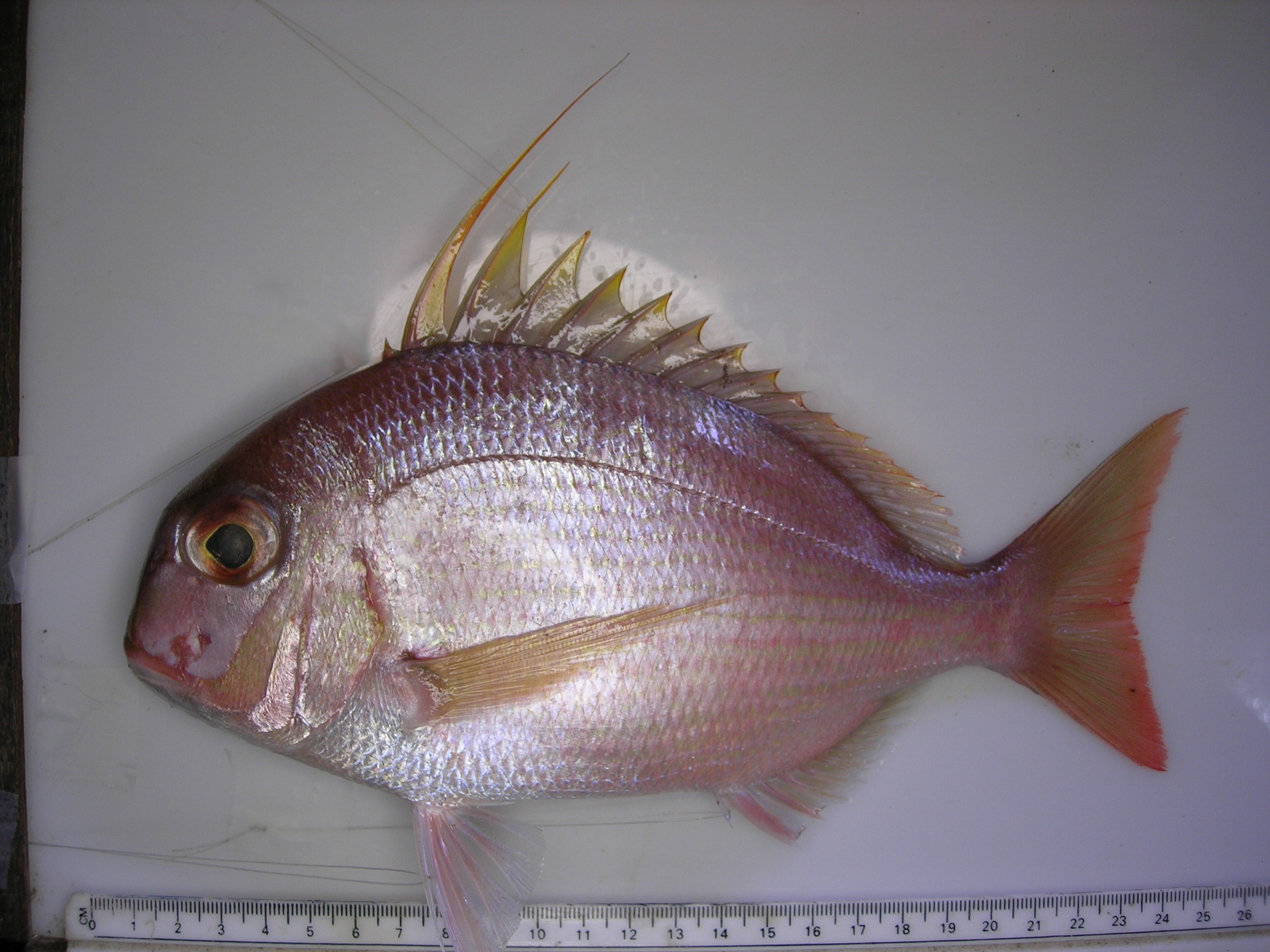 King soldier bream (Argyrops filamentosus) — Sparidae — 4