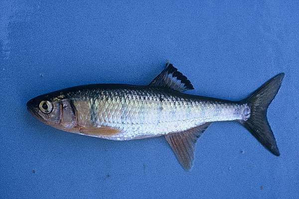 Tweddle's minnow (Opsaridium tweddleorum) — Cyprinidae — 2